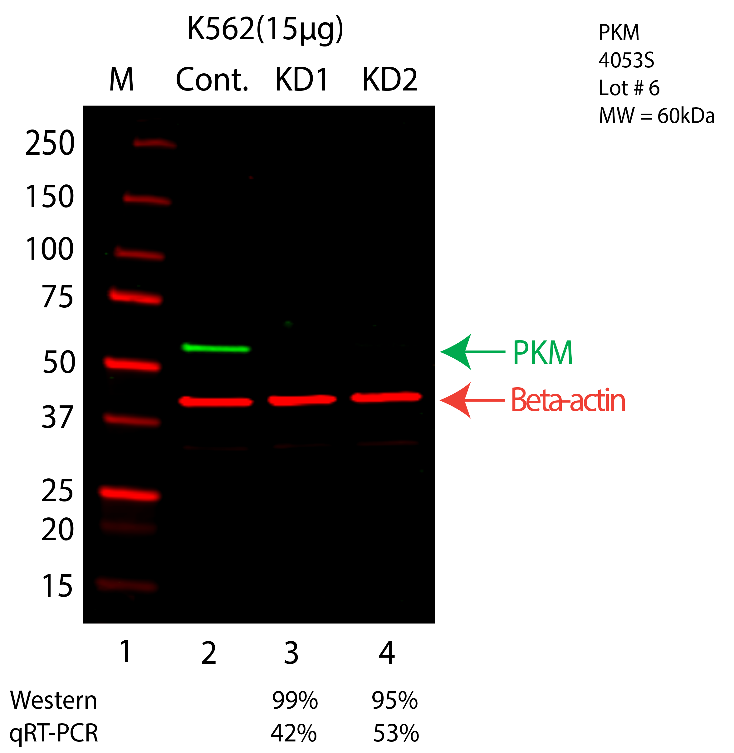 PKM-K562-CRISPR-4053S.png<br>Caption: Western blot following CRISPR against PKM in K562 whole cell lysate using PKM specific antibody. Lane 1 is a ladder, lane 2 is K562 non-targeting control knockdown, lane 3 and 4 are two different CRISPR against PKM. PKM protein appears as the green arrow, Beta-actin serves as a control and appears in red arrow.