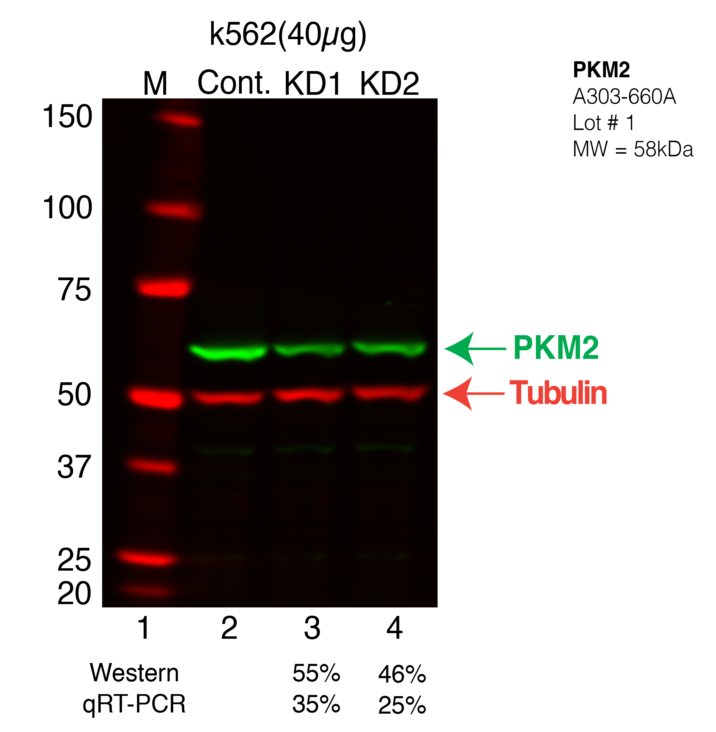 PKM2-k562.png<br>Caption: Western blot following shRNA against PKM2 in k562 whole cell lysate using PKM2 specific antibody. Lane 1 is a ladder, lane 2 is k562 non-targeting control knockdown, lane 3 and 4 are two different shRNAs against PKM2.PKM2 protein appears as the green band, Tubulin serves as a control and appears in red.