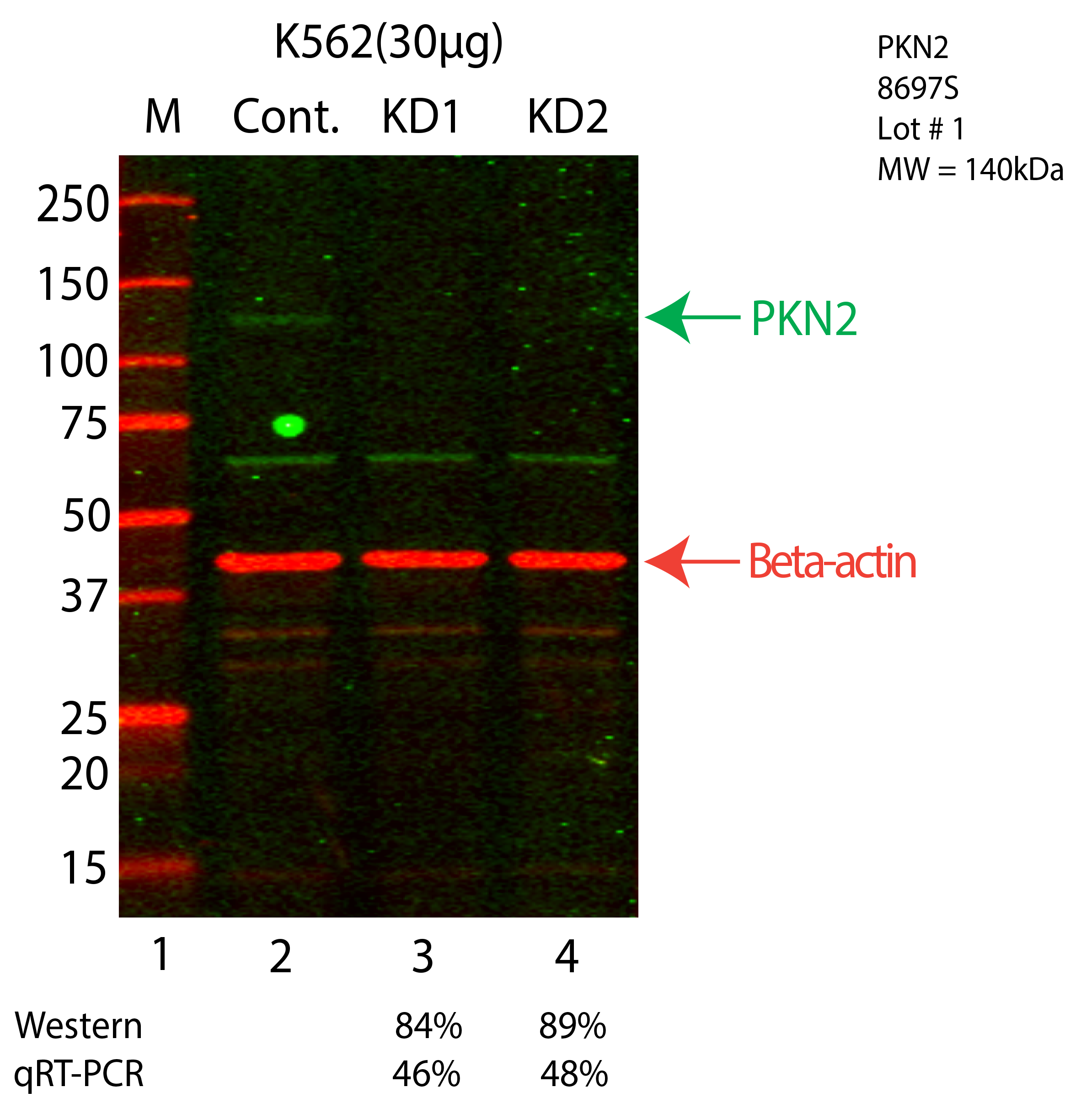 PKN2-K562-CRISPR-8697S.png<br>Caption: Western blot following CRISPR against PKN2 in K562 whole cell lysate using PKN2 specific antibody. Lane 1 is a ladder, lane 2 is K562 non-targeting control knockdown, lane 3 and 4 are two different CRISPR against PKN2. PKN2 protein appears as the green arrow, Beta-actin serves as a control and appears in red arrow.