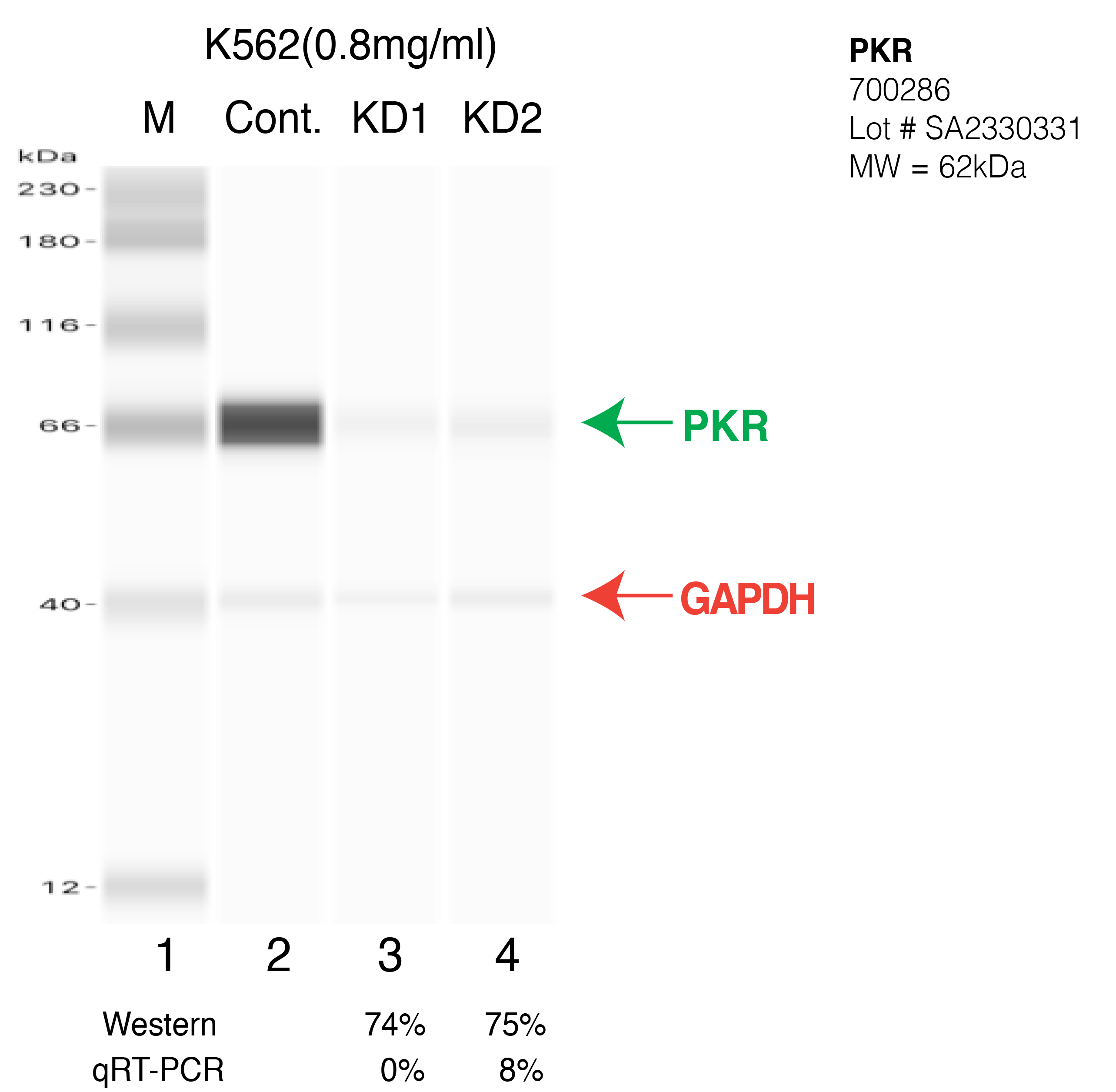 PKR-K562-CRISPR.png<br>Caption: Western blot following CRISPR against EIF2AK2 in K562 whole cell lysate using EIF2AK2 specific antibody. Lane 1 is a ladder, lane 2 is K562 non-targeting control knockdown, lane 3 and 4 are two different CRISPR against EIF2AK2. EIF2AK2 protein appears as the green arrow, GAPDH serves as a control and appears in red arrow.