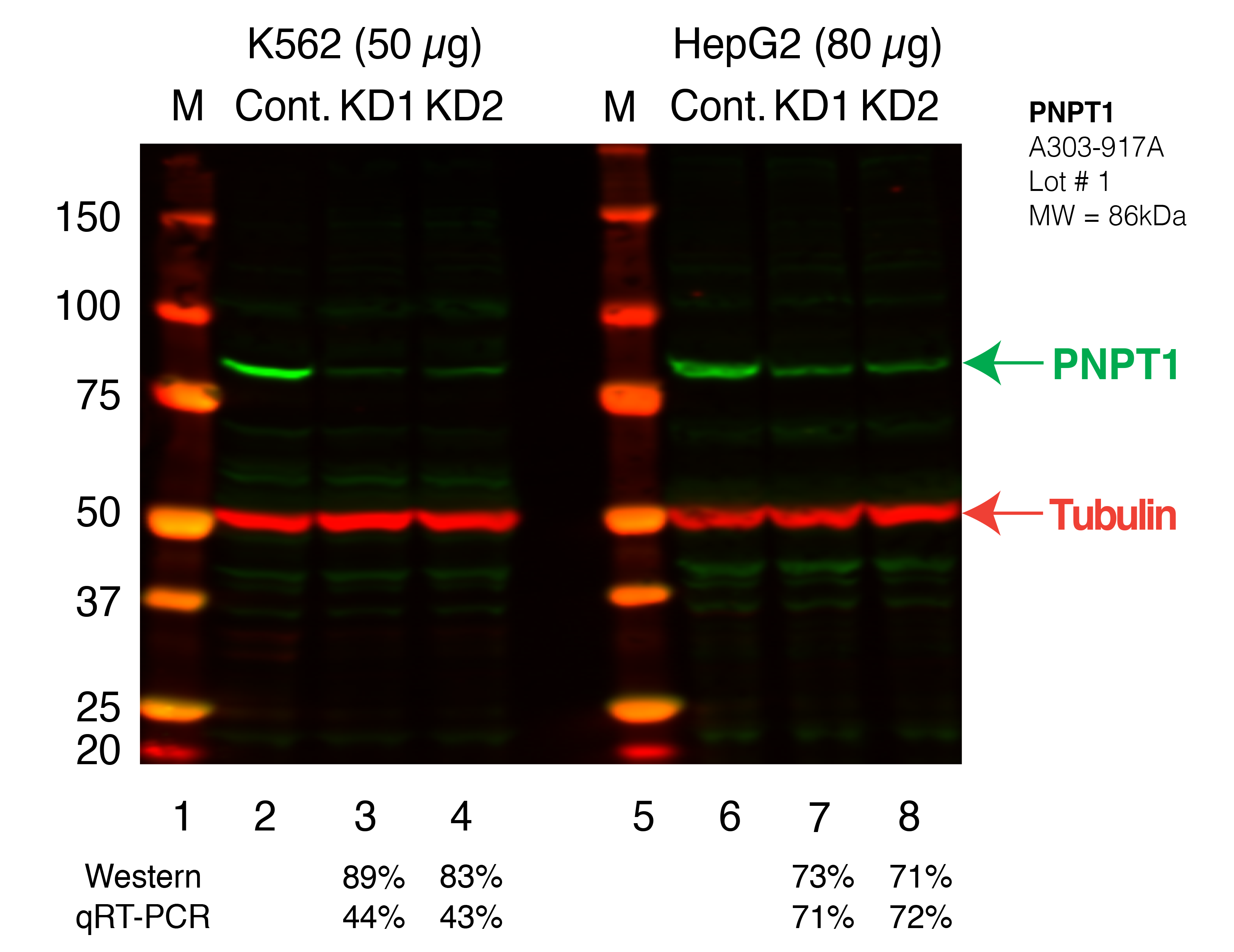 PNPT1_Secondary_Western.png<br>Caption: Western blot following shRNA against PNPT1 in K562 and HepG2 whole cell lysate using PNPT1 specific antibody. Lane 1 is a ladder, lane 2 is K562 non-targeting control knockdown, lane 3 and 4 are two different shRNAs against PNPT1. Lanes 5-8 follow the same pattern, but in HepG2. PNPT1 protein appears as the green band, Tubulin serves as a control and appears in red.