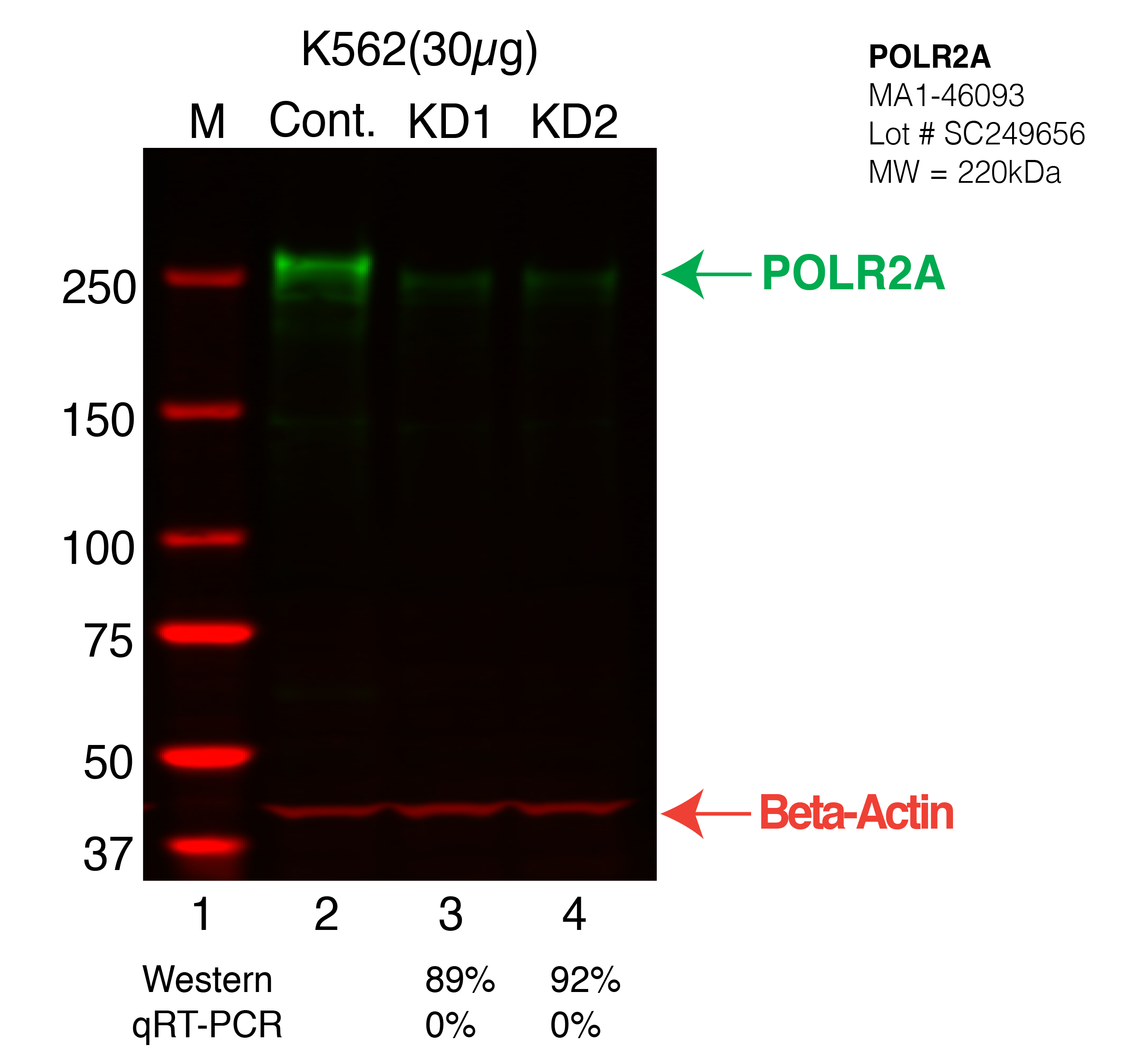 POLR2A-K562-CRISPR-MA1-46093.png<br>Caption: Western blot following CRISPR against POLR2A in K562 whole cell lysate using POLR2A specific antibody. Lane 1 is a ladder, lane 2 is K562 non-targeting control knockdown, lane 3 and 4 are two different CRISPR against POLR2A. POLR2A protein appears as the green arrow, Beta-actin serves as a control and appears in red arrow.