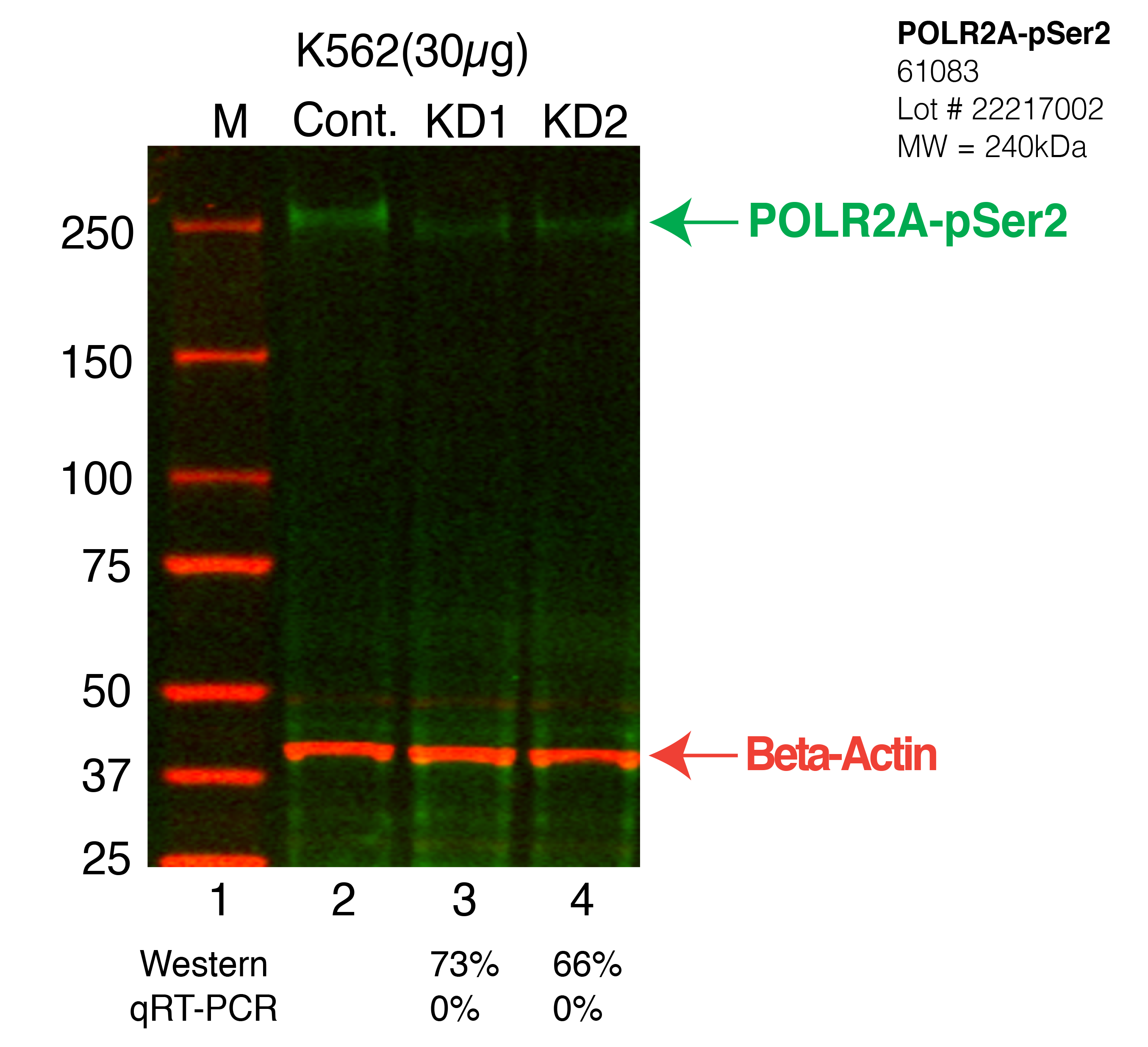 POLR2A-pSer2-K562-CRISPR-61083.png<br>Caption: Western blot following CRISPR against POLR2A-pSer2 in K562 whole cell lysate using POLR2A-pSer2 specific antibody. Lane 1 is a ladder, lane 2 is K562 non-targeting control knockdown, lane 3 and 4 are two different CRISPR against POLR2A-pSer2. POLR2A-pSer2 protein appears as the green arrow, Beta-actin serves as a control and appears in red arrow.