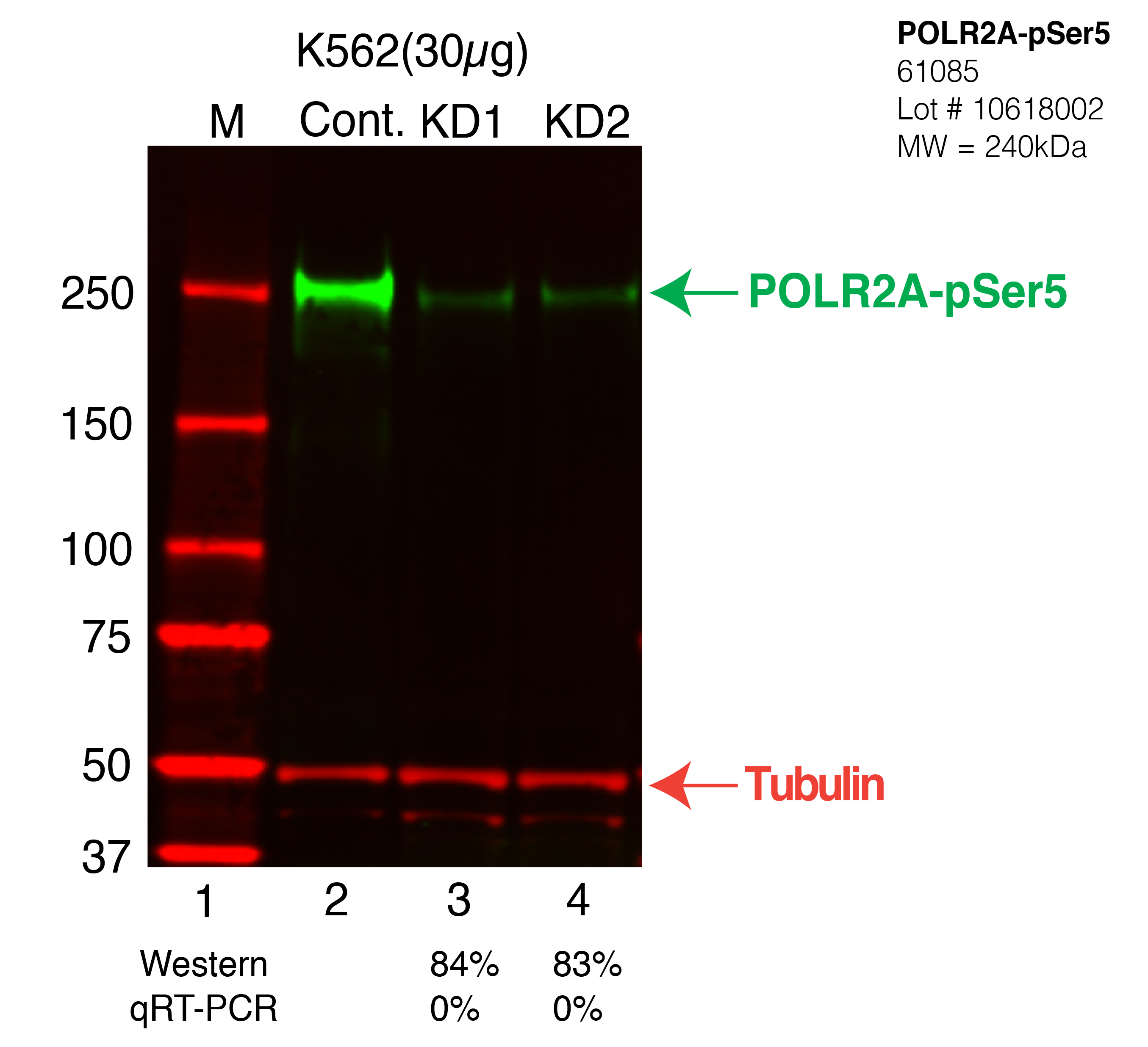 POLR2A-pSer5-K562-CRISPR-61085.png<br>Caption: Western blot following CRISPR against POLR2A-pSer5 in K562 whole cell lysate using POLR2A-pSer5 specific antibody. Lane 1 is a ladder, lane 2 is K562 non-targeting control knockdown, lane 3 and 4 are two different CRISPR against POLR2A-pSer5. POLR2A-pSer5 protein appears as the green arrow, Tubulin serves as a control and appears in red arrow.