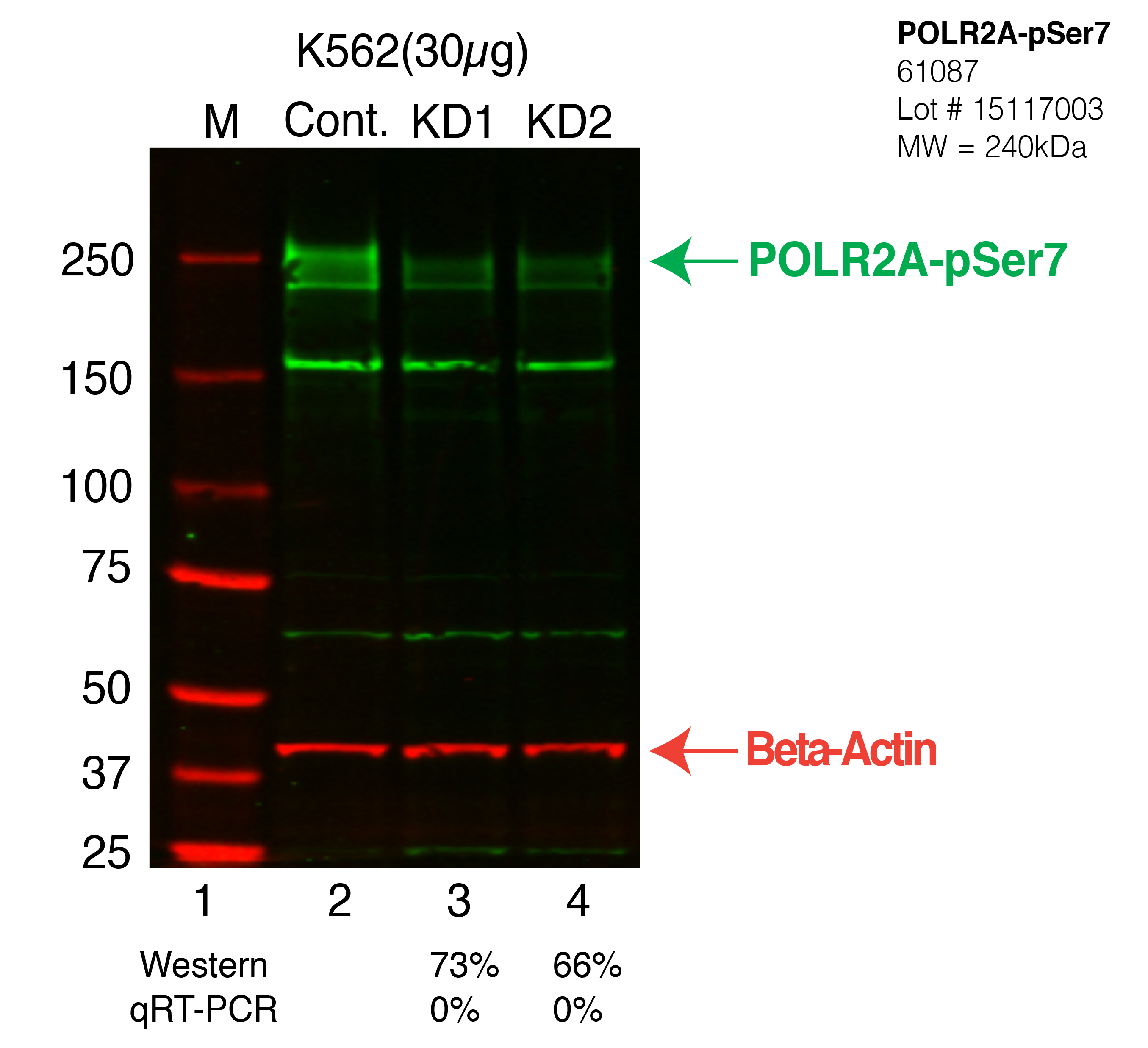 POLR2A-pSer7-K562-CRISPR-61087.png<br>Caption: Western blot following CRISPR against POLR2A-pSer7 in K562 whole cell lysate using POLR2A-pSer7 specific antibody. Lane 1 is a ladder, lane 2 is K562 non-targeting control knockdown, lane 3 and 4 are two different CRISPR against POLR2A-pSer7. POLR2A-pSer7 protein appears as the green arrow, Beta-actin serves as a control and appears in red arrow.