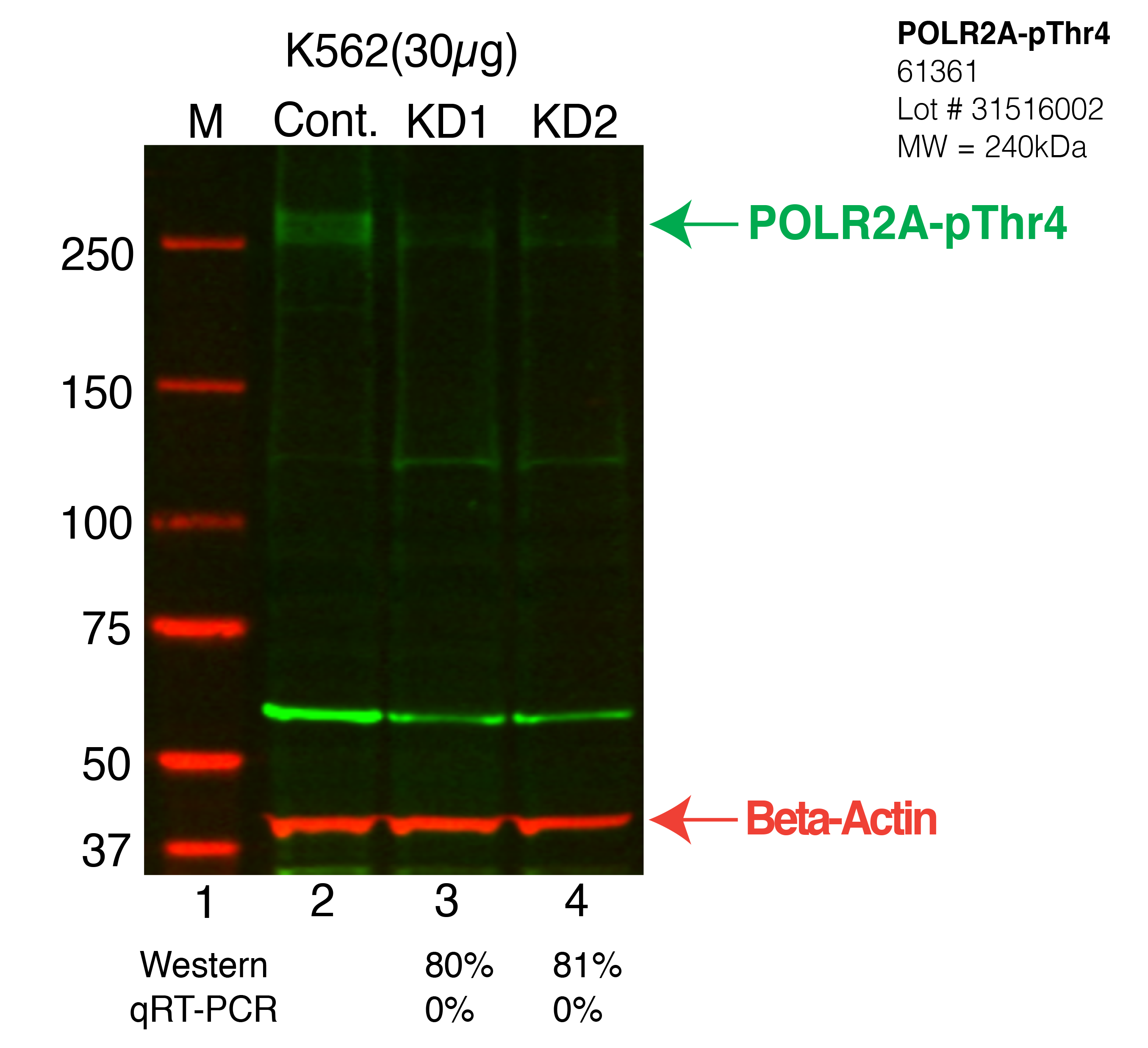 POLR2A-pThr4-K562-CRISPR-61361.png<br>Caption: Western blot following CRISPR against POLR2A-pThr4 in K562 whole cell lysate using POLR2A-pThr4 specific antibody. Lane 1 is a ladder, lane 2 is K562 non-targeting control knockdown, lane 3 and 4 are two different CRISPR against POLR2A-pThr4. POLR2A-pThr4 protein appears as the green arrow, Beta-actin serves as a control and appears in red arrow.