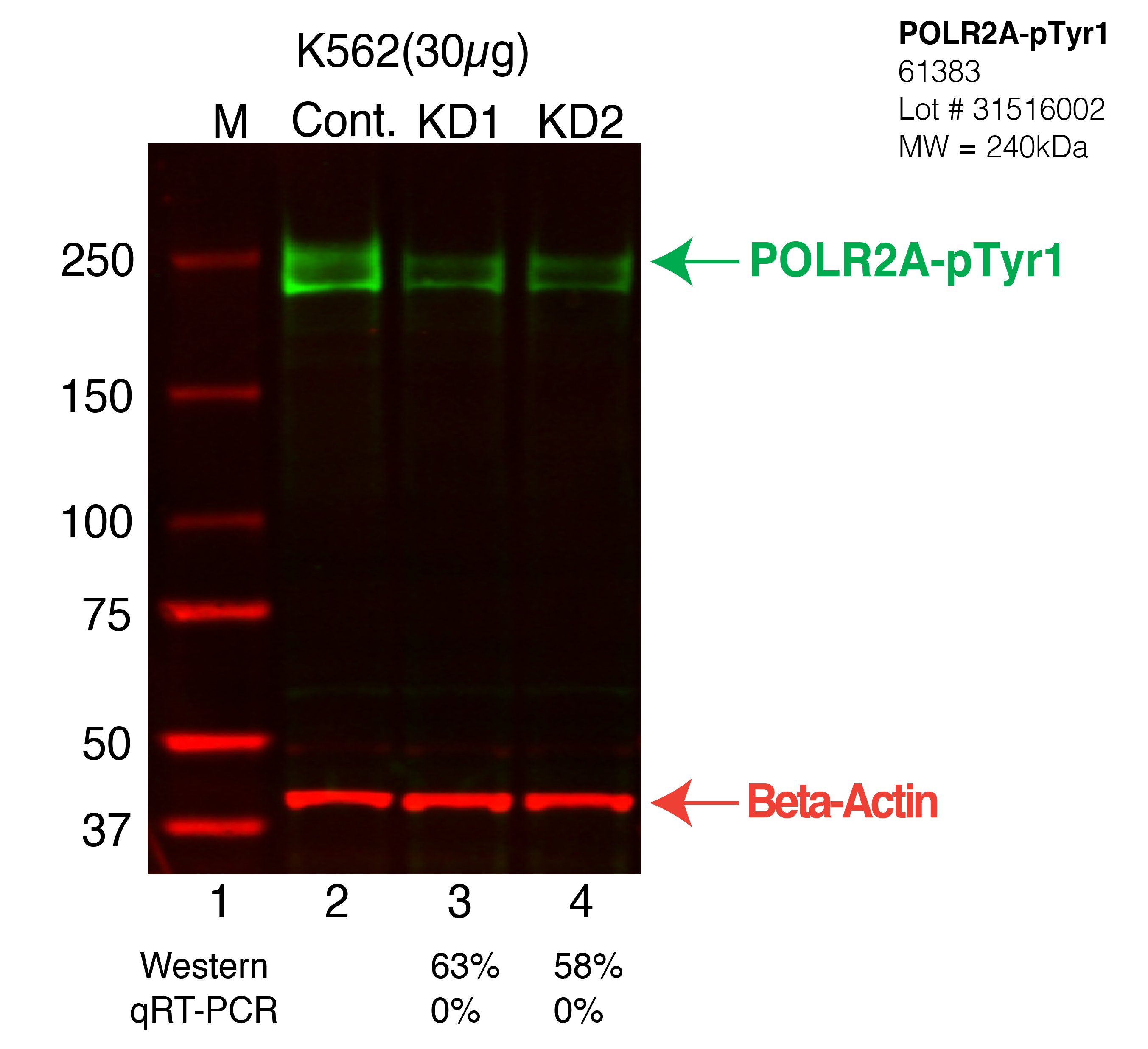 POLR2A-pTyr1-K562-CRISPR-61383.png<br>Caption: Western blot following CRISPR against POLR2A-pTyr1 in K562 whole cell lysate using POLR2A-pTyr1 specific antibody. Lane 1 is a ladder, lane 2 is K562 non-targeting control knockdown, lane 3 and 4 are two different CRISPR against POLR2A-pTyr1. POLR2A-pTyr1 protein appears as the green arrow, Beta-actin serves as a control and appears in red arrow.