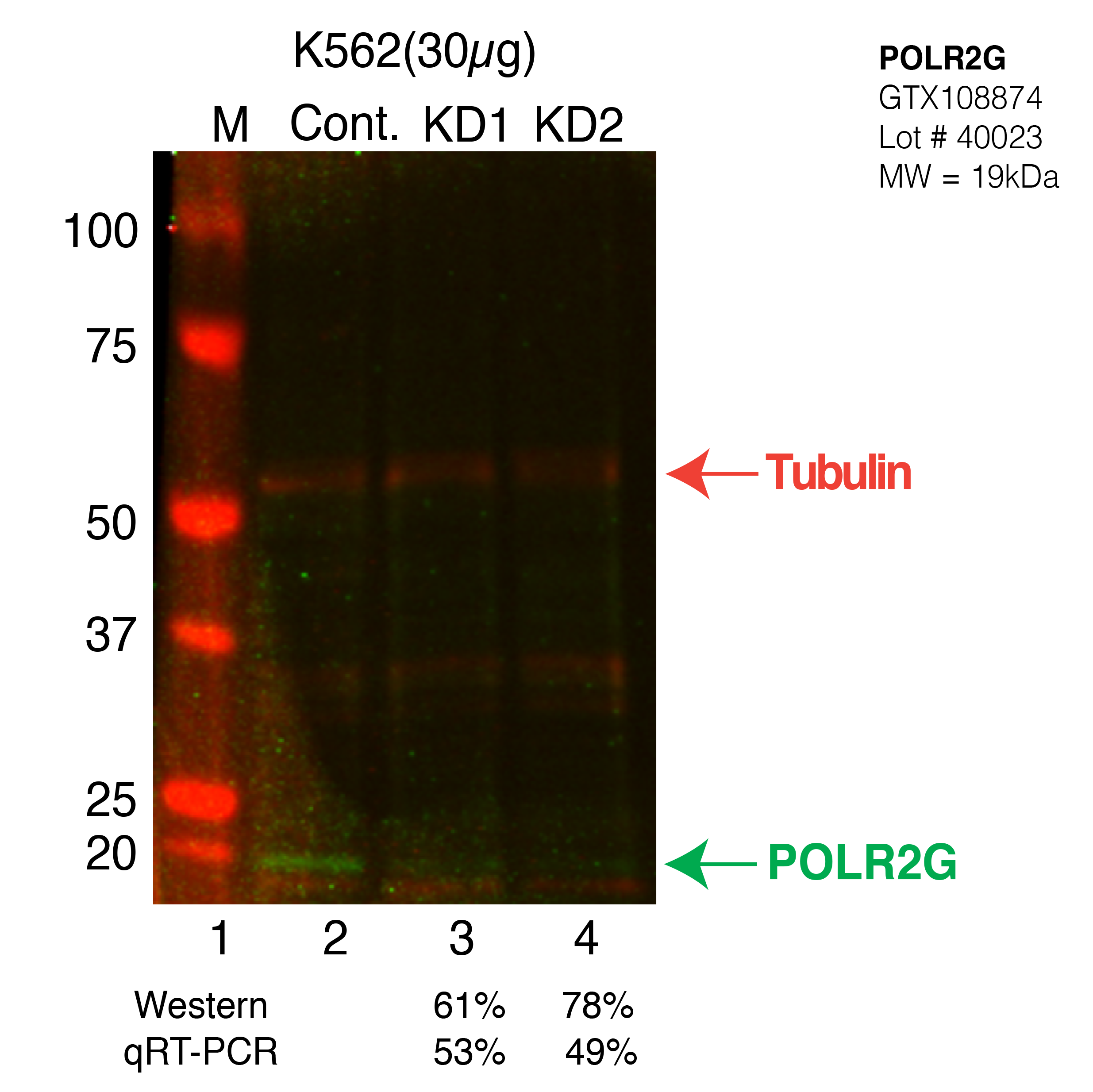 POLR2G-CRISPR-K562.png<br>Caption: Western blot following CRISPR against POLR2G in K562 whole cell lysate using POLR2G specific antibody. Lane 1 is a ladder, lane 2 is K562 non-targeting control knockdown, lane 3 and 4 are two different CRISPR against POLR2G. POLR2G protein appears as the green arrow, Tubulin serves as a control and appears in red arrow.