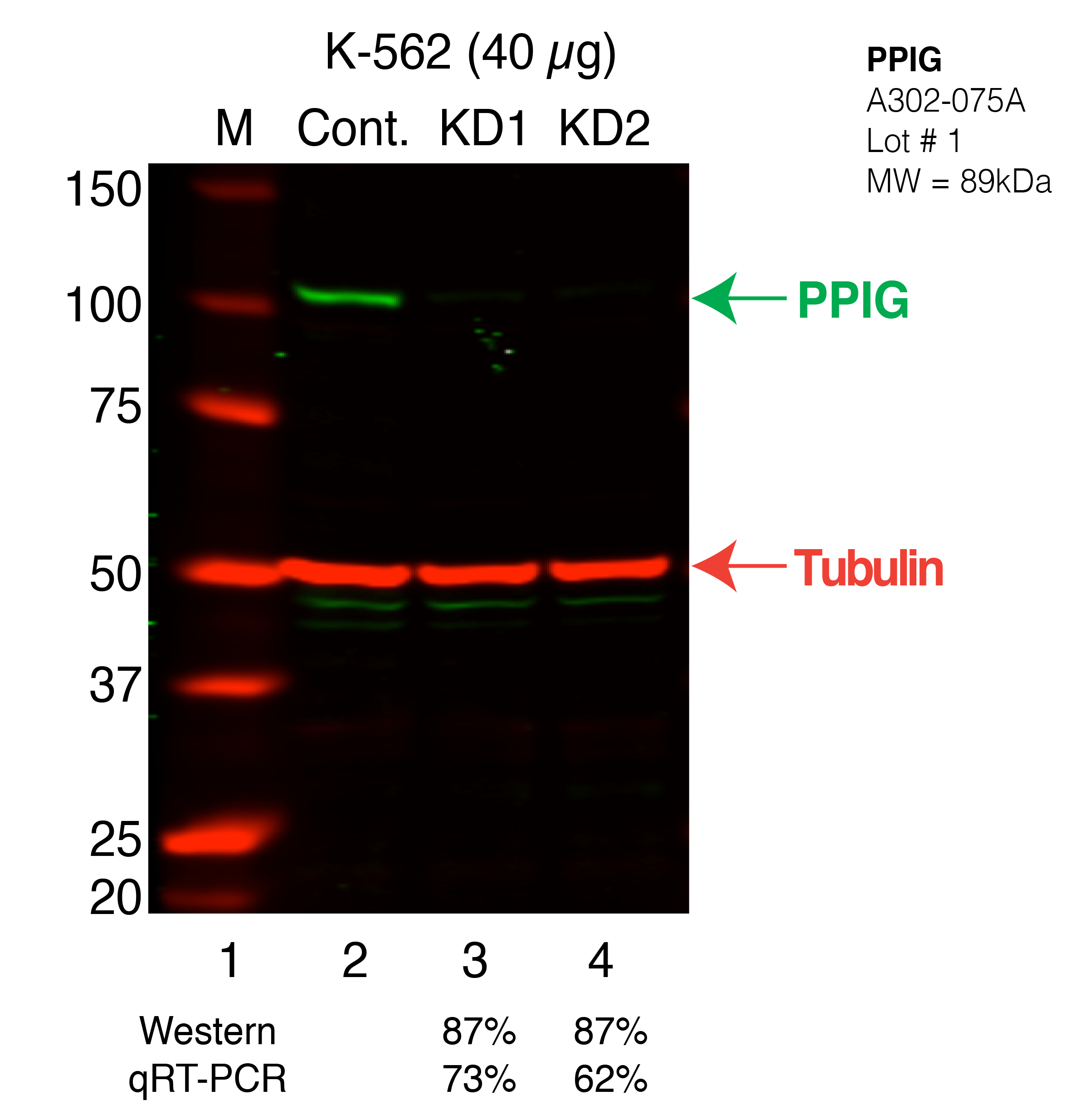 PPIG-K562_Secondary_Western.png<br>Caption: Western blot following shRNA against PPIG in K562 whole cell lysate using PPIG specific antibody. Lane 1 is a ladder, lane 2 is K562 non-targeting control knockdown, lane 3 and 4 are two different shRNAs against PPIG.PPIG protein appears as the green band, Tubulin serves as a control and appears in red.