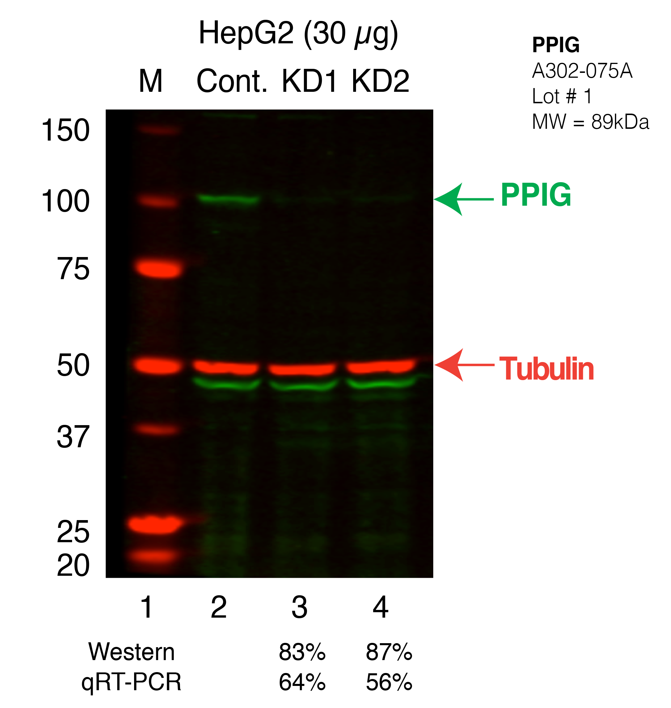 PPIG_Secondary_Western.png<br>Caption: Western blot following shRNA against PPIG in HepG2 whole cell lysate using PPIG specific antibody. Lane 1 is a ladder, lane 2 is HepG2 non-targeting control knockdown, lane 3 and 4 are two different shRNAs against PPIG. PPIG protein appears as the green band, Tubulin serves as a control and appears in red.