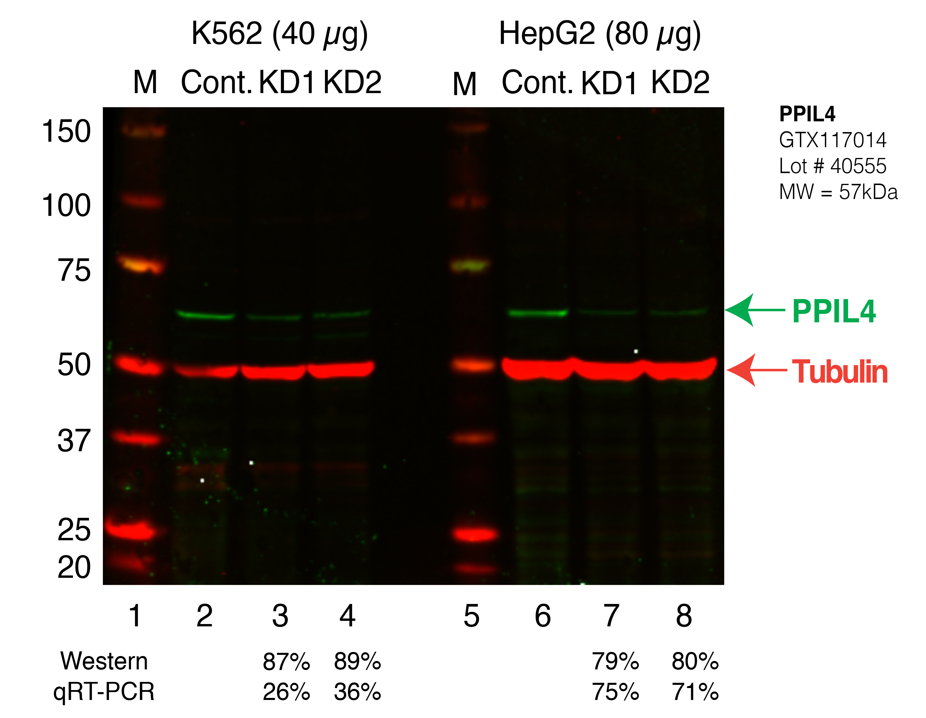 PPIL4_Secondary_Western.png<br>Caption: Western blot following shRNA against PPIL4 in K562 and HepG2 whole cell lysate using PPIL4 specific antibody. Lane 1 is a ladder, lane 2 is K562 non-targeting control knockdown, lane 3 and 4 are two different shRNAs against PPIL4. Lanes 5-8 follow the same pattern, but in HepG2. PPIL4 protein appears as the green band, Tubulin serves as a control and appears in red.