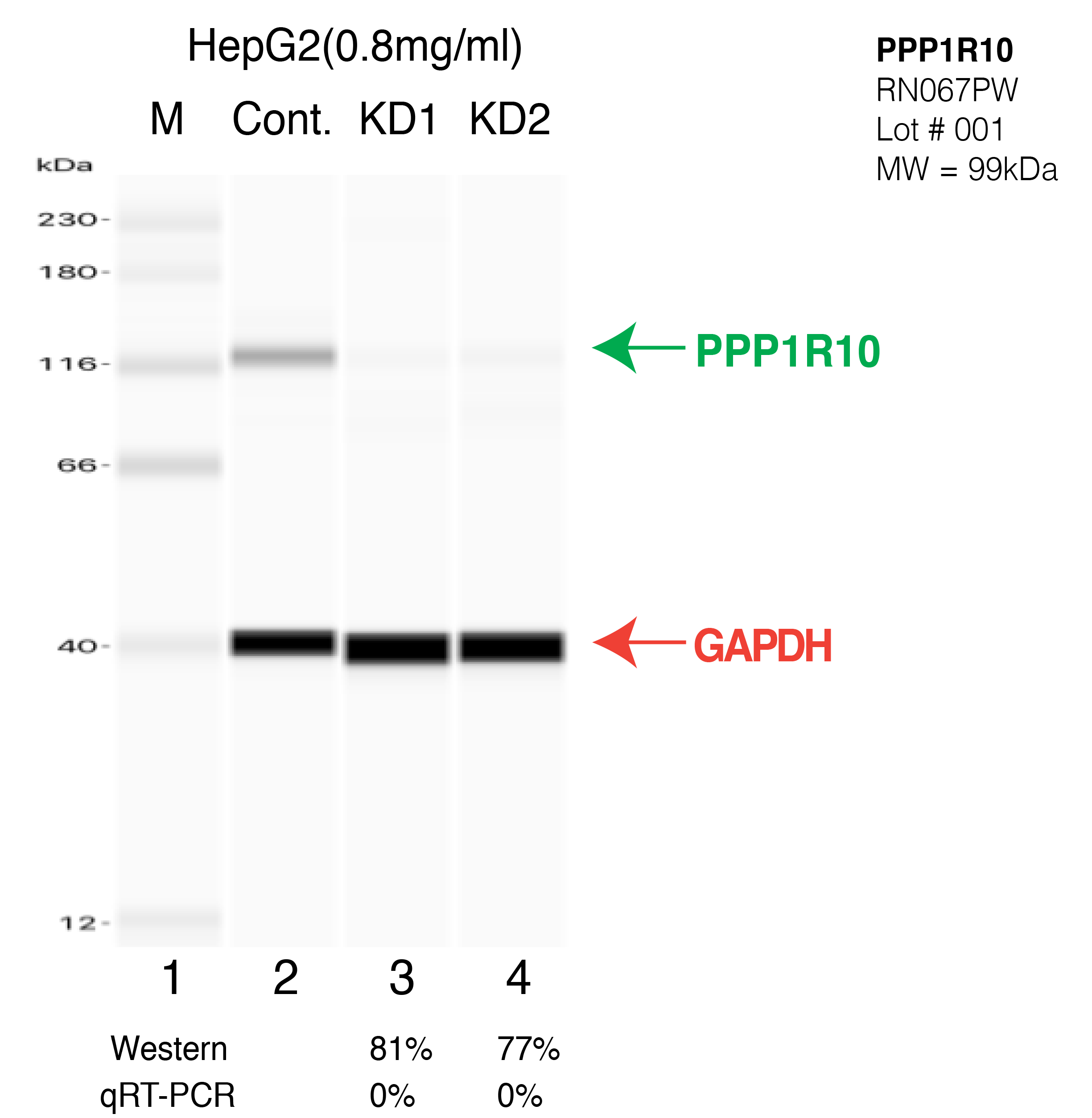 PPP1R10-HEPG2-CRISPR-RN067PW.png<br>Caption: Western blot following CRISPR against PPP1R10 in HepG2 whole cell lysate using PPP1R10 specific antibody. Lane 1 is a ladder, lane 2 is HepG2 non-targeting control knockdown, lane 3 and 4 are two different CRISPR against PPP1R10. PPP1R10 protein appears as the green arrow, GAPDH serves as a control and appears in red arrow.