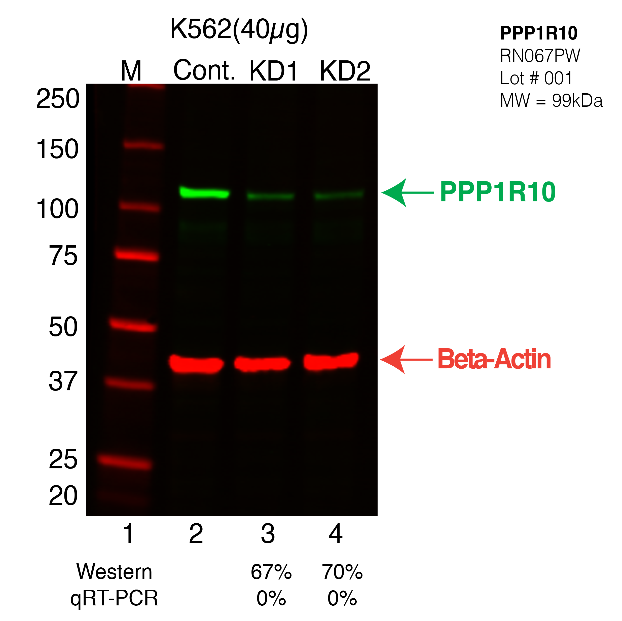 PPP1R10-K562-CRISPR-RN067PW.png<br>Caption: Western blot following CRISPR against PPP1R10 in K562 whole cell lysate using PPP1R10 specific antibody. Lane 1 is a ladder, lane 2 is K562 non-targeting control knockdown, lane 3 and 4 are two different CRISPR against PPP1R10. PPP1R10 protein appears as the green arrow, Beta-actin serves as a control and appears in red arrow.