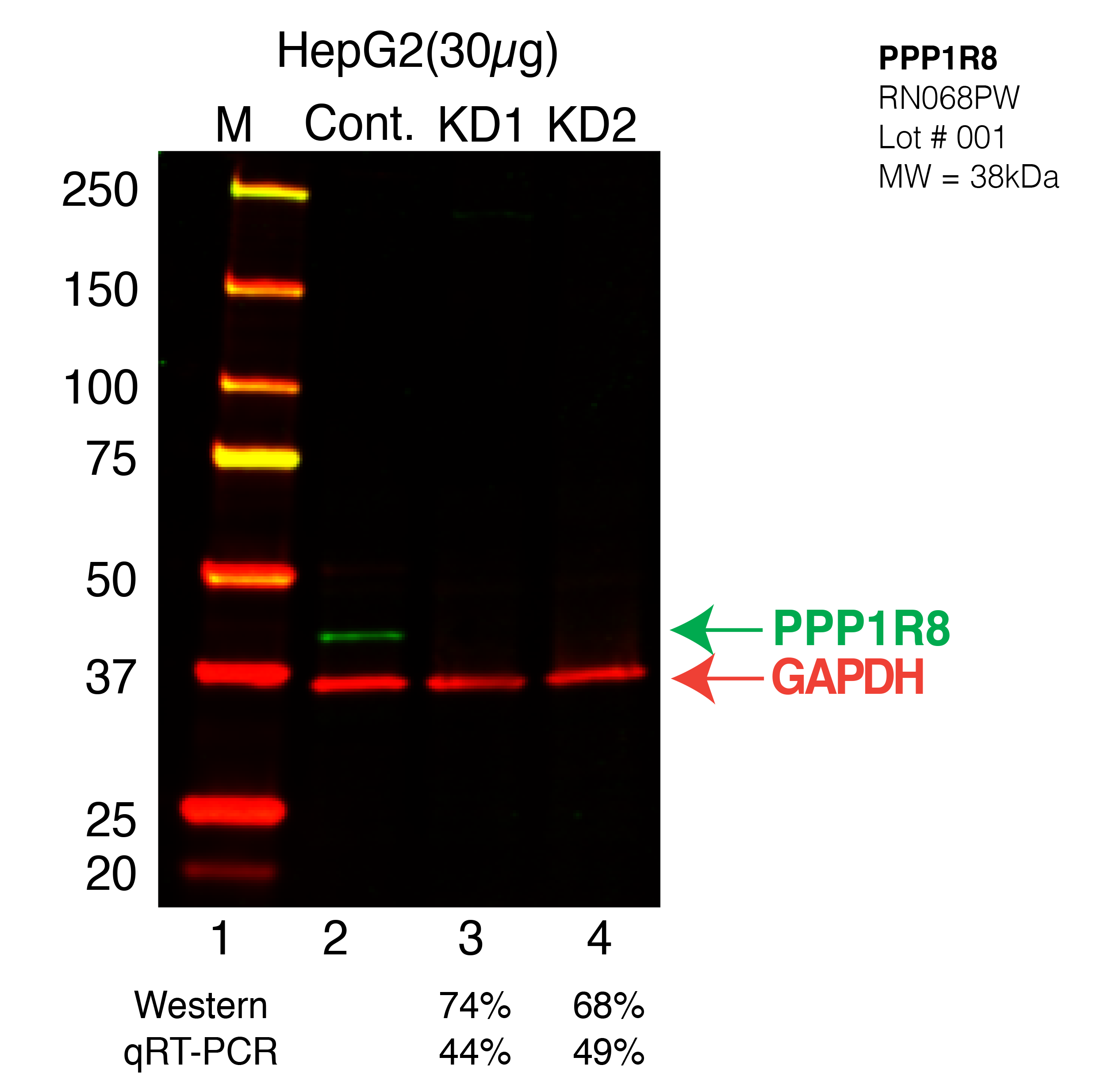 PPP1R8-HEPG2-CRISPR.png<br>Caption: Western blot following CRISPR against PPP1R8 in HepG2 whole cell lysate using PPP1R8 specific antibody. Lane 1 is a ladder, lane 2 is HepG2 non-targeting control knockdown, lane 3 and 4 are two different CRISPR against PPP1R8. PPP1R8 protein appears as the green band, GAPDH serves as a control and appears in red.