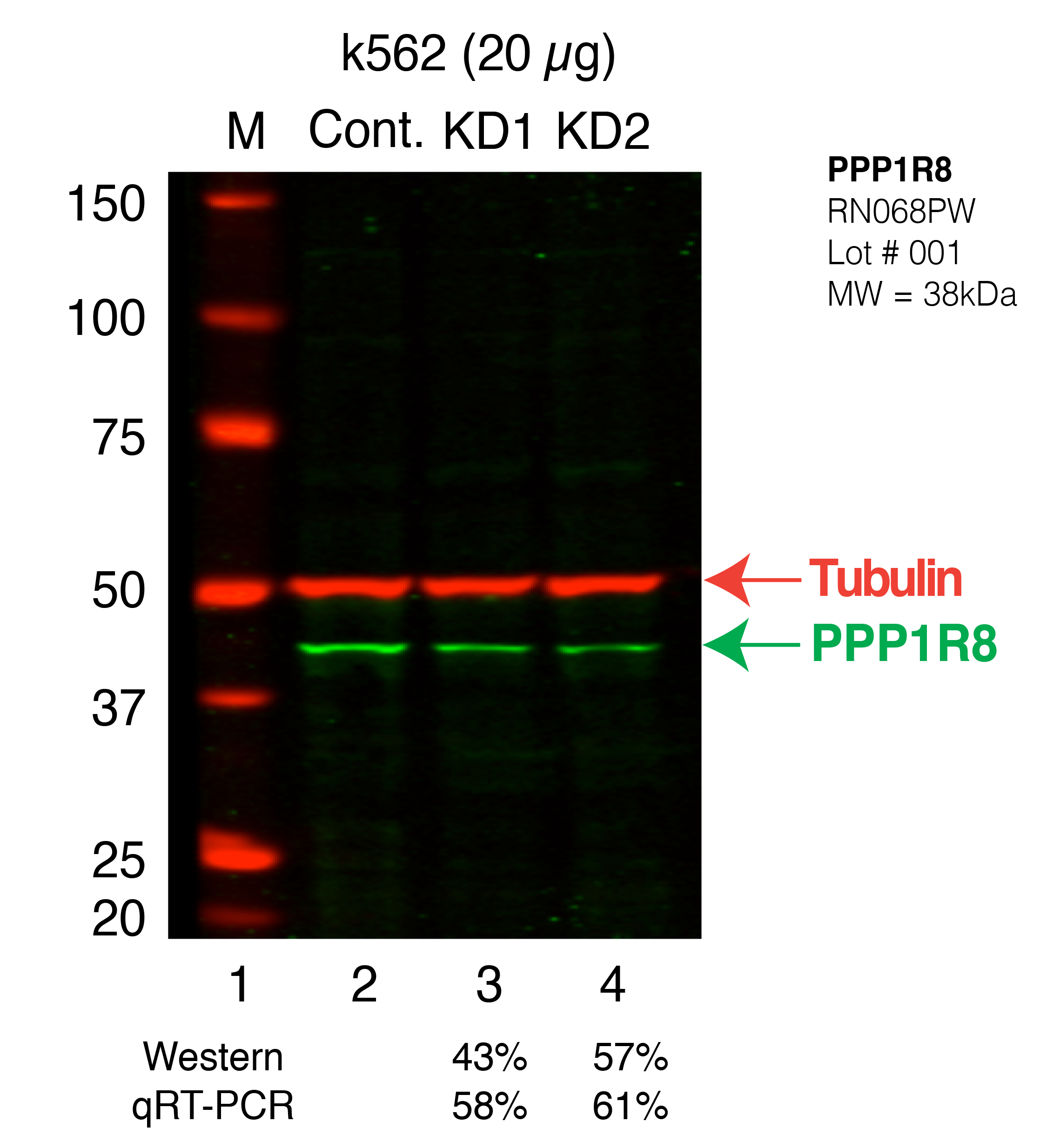 PPP1R8_Secondary_Western.png<br>Caption: Western blot following shRNA against PPP1R8 in K562 whole cell lysate using PPP1R8 specific antibody. Lane 1 is a ladder, lane 2 is K562 non-targeting control knockdown, lane 3 and 4 are two different shRNAs against PPP1R8. PPP1R8 protein appears as the green band, Tubulin serves as a control and appears in red.