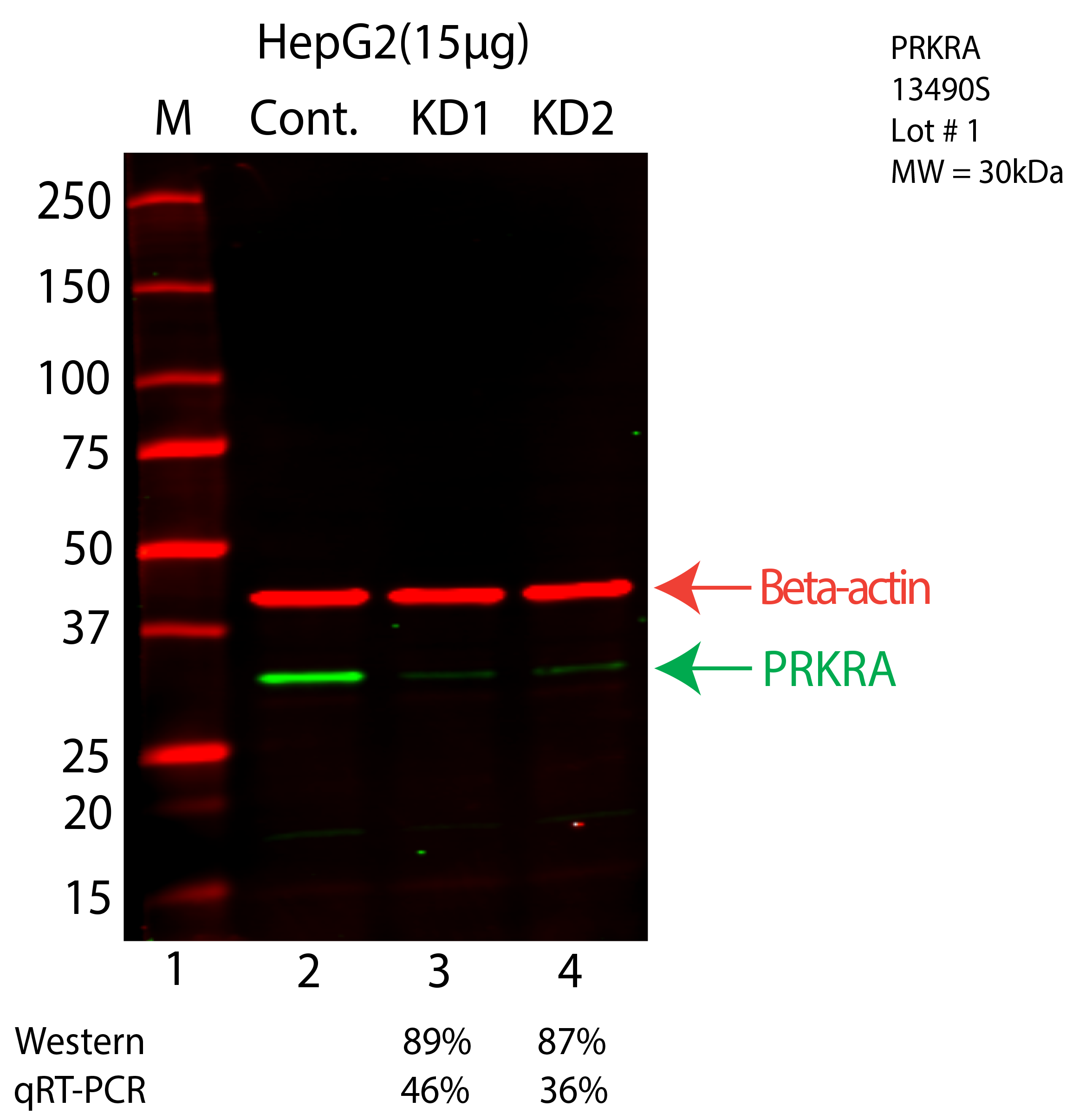 PRKRA-HEPG2-CRISPR-13490S.png<br>Caption: Western blot following CRISPR against PRKRA in HepG2 whole cell lysate using PRKRA specific antibody. Lane 1 is a ladder, lane 2 is HepG2 non-targeting control knockdown, lane 3 and 4 are two different CRISPR against PRKRA. PRKRA protein appears as the green arrow, Beta-actin serves as a control and appears in red arrow.