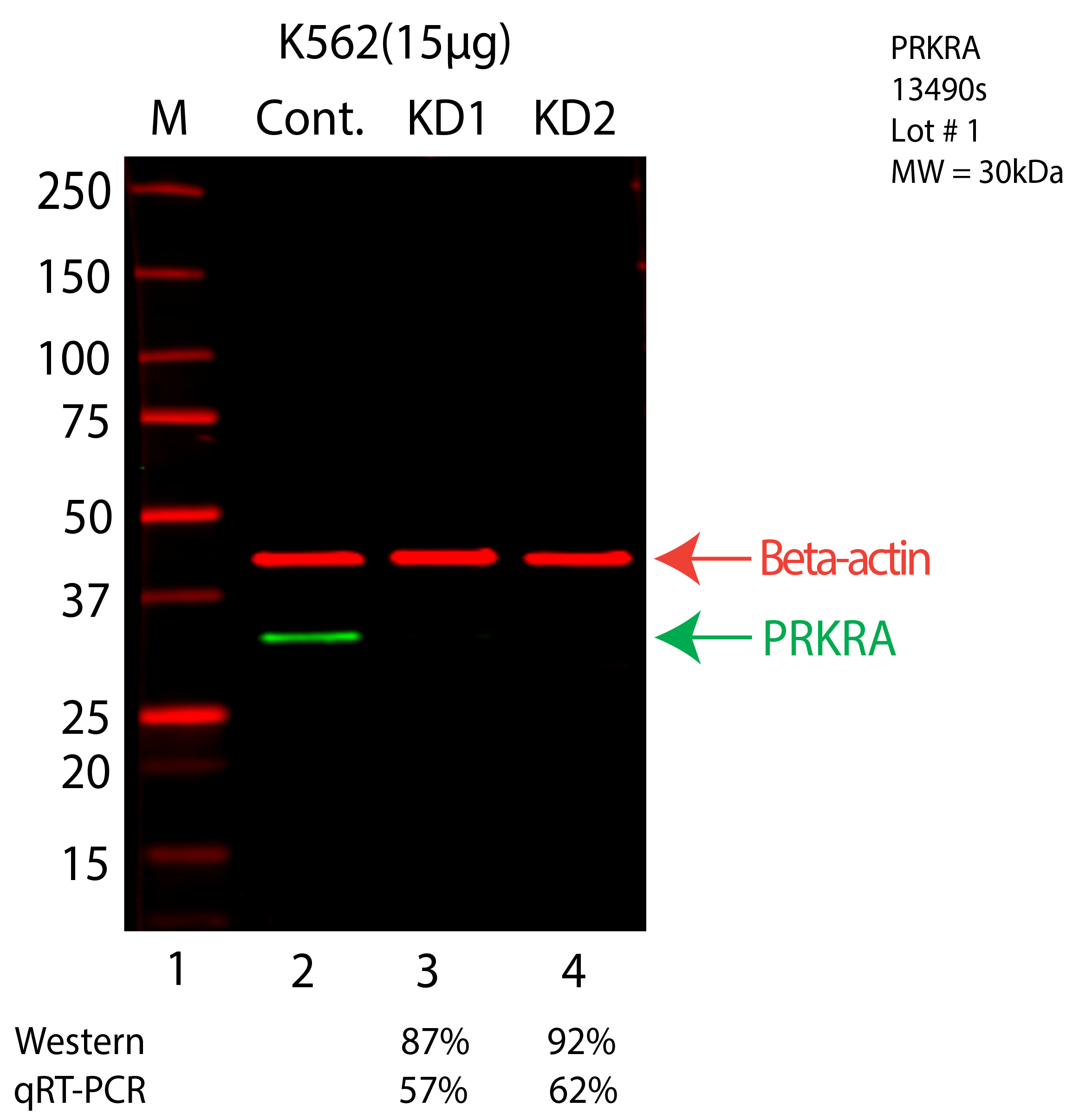 PRKRA-K562-CRISPR-13490S.png<br>Caption: Western blot following CRISPR against PRKRA in K562 whole cell lysate using PRKRA specific antibody. Lane 1 is a ladder, lane 2 is K562 non-targeting control knockdown, lane 3 and 4 are two different CRISPR against PRKRA. PRKRA protein appears as the green arrow, Beta-actin serves as a control and appears in red arrow.