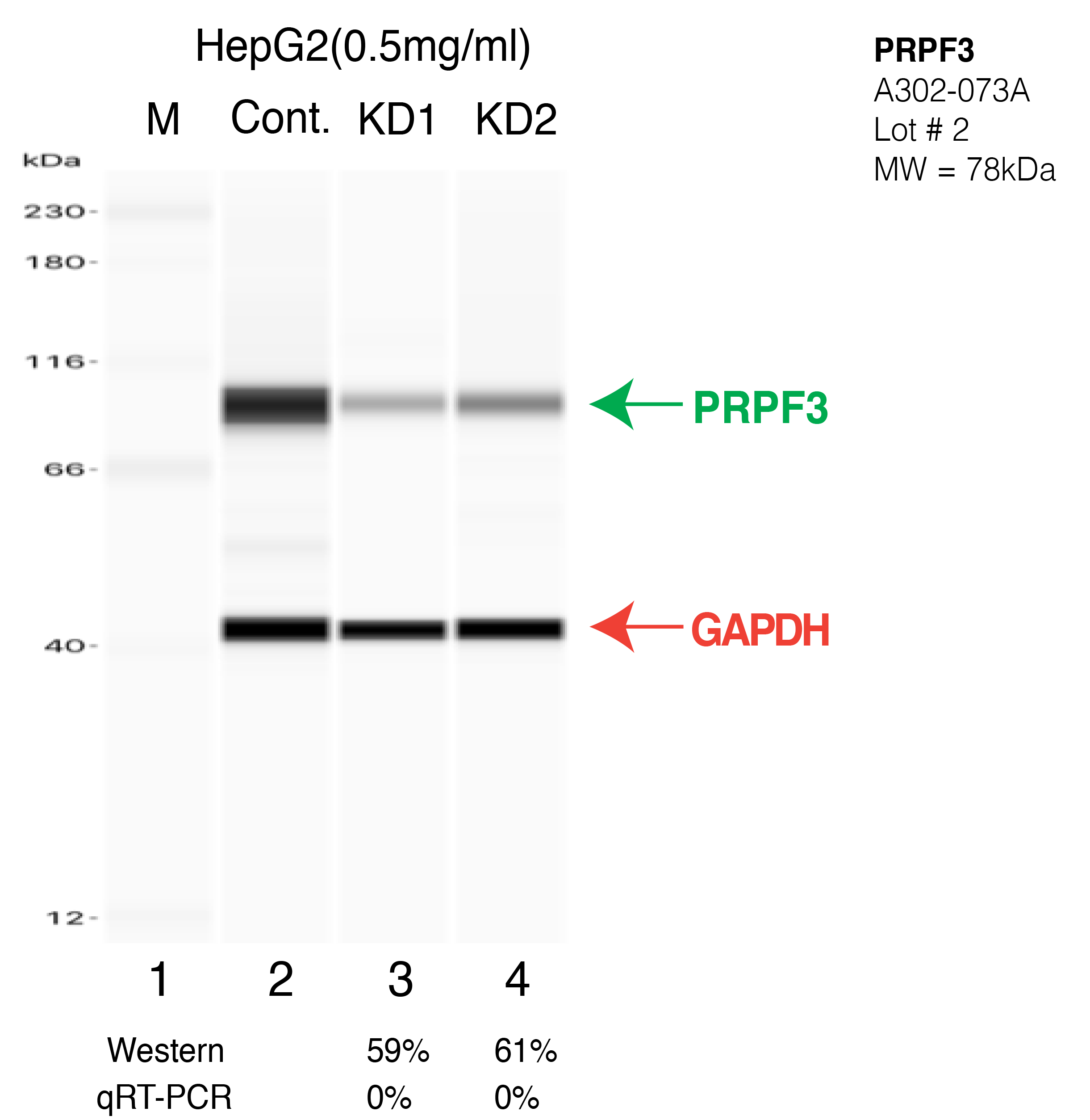 PRPF3-HEPG2-CRISPR-A302-073A.png<br>Caption: Western blot following CRISPR against PRPF3 in HepG2 whole cell lysate using PRPF3 specific antibody. Lane 1 is a ladder, lane 2 is HepG2 non-targeting control knockdown, lane 3 and 4 are two different CRISPR against PRPF3. PRPF3 protein appears as the green arrow, GAPDH serves as a control and appears in red arrow.