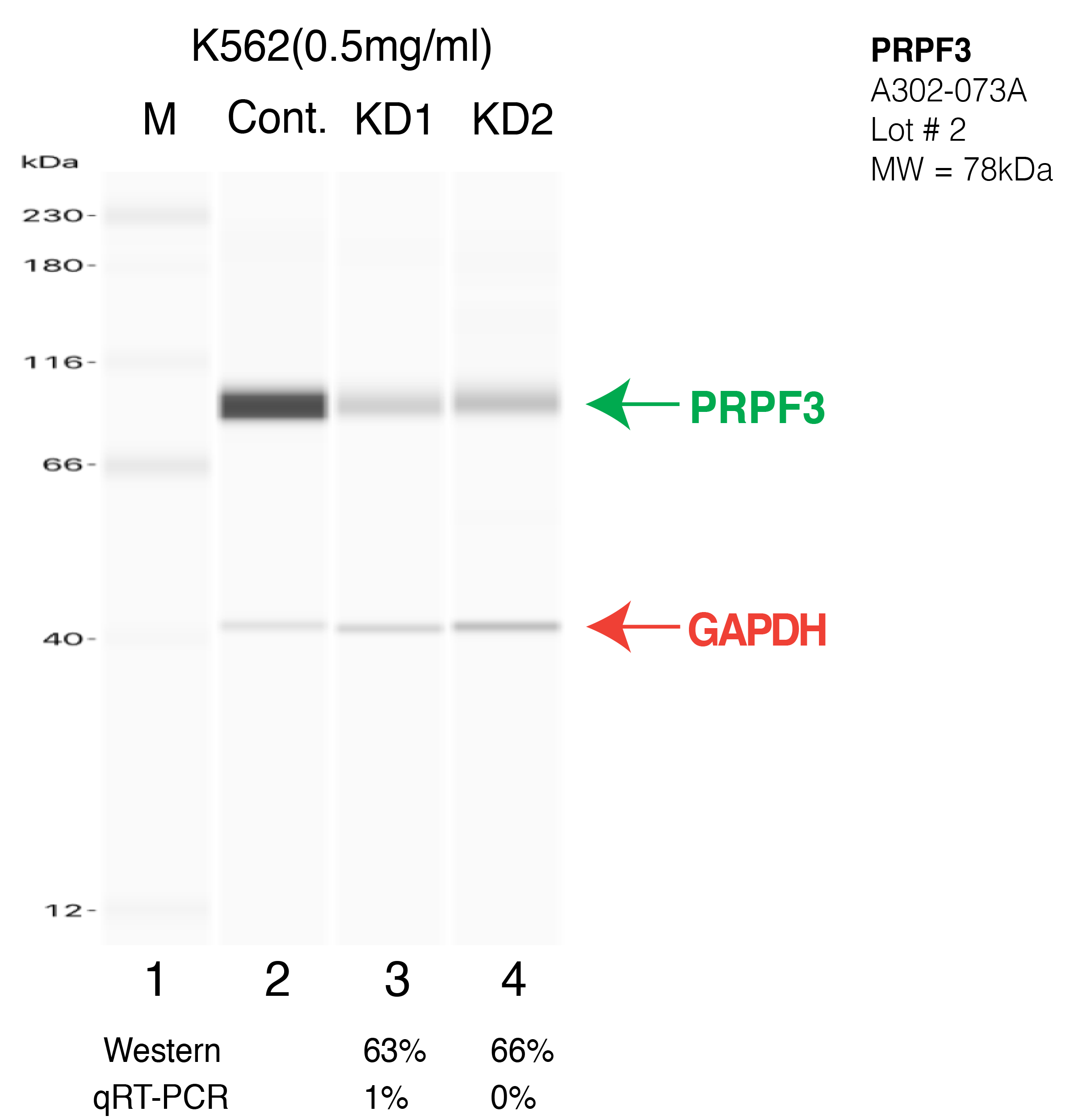 PRPF3-K562-CRISPR-A302-073A.png<br>Caption: Western blot following CRISPR against PRPF3 in K562 whole cell lysate using PRPF3 specific antibody. Lane 1 is a ladder, lane 2 is K562 non-targeting control knockdown, lane 3 and 4 are two different CRISPR against PRPF3. PRPF3 protein appears as the green arrow, GAPDH serves as a control and appears in red arrow.