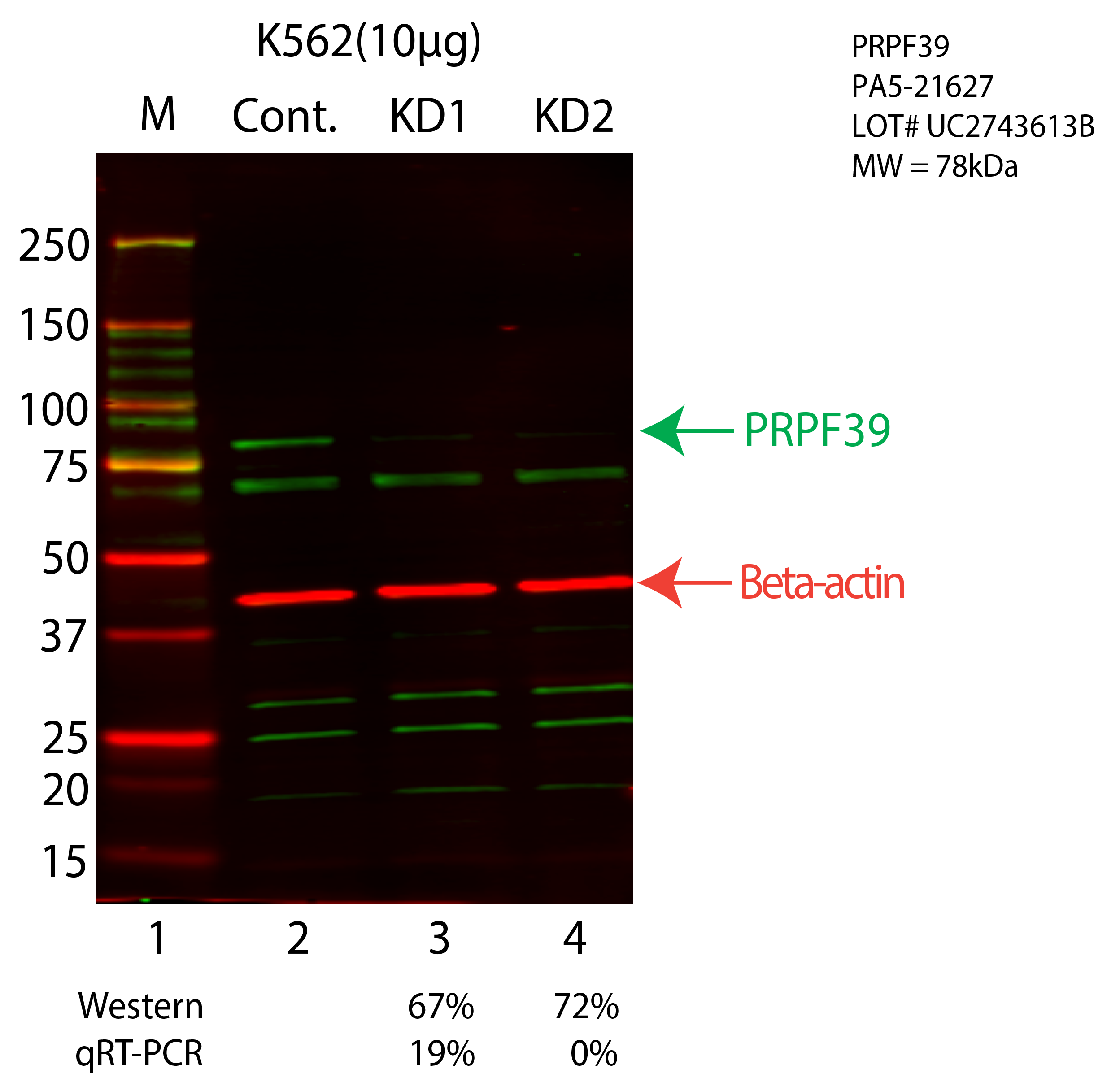 PRPF39-K562-CRISPR-PA5-21627.png<br>Caption: Western blot following CRISPR against PRPF39 in K562 whole cell lysate using PRPF39 specific antibody. Lane 1 is a ladder, lane 2 is K562 non-targeting control knockdown, lane 3 and 4 are two different CRISPR against PRPF39. PRPF39 protein appears as the green arrow, Beta-actin serves as a control and appears in red arrow.