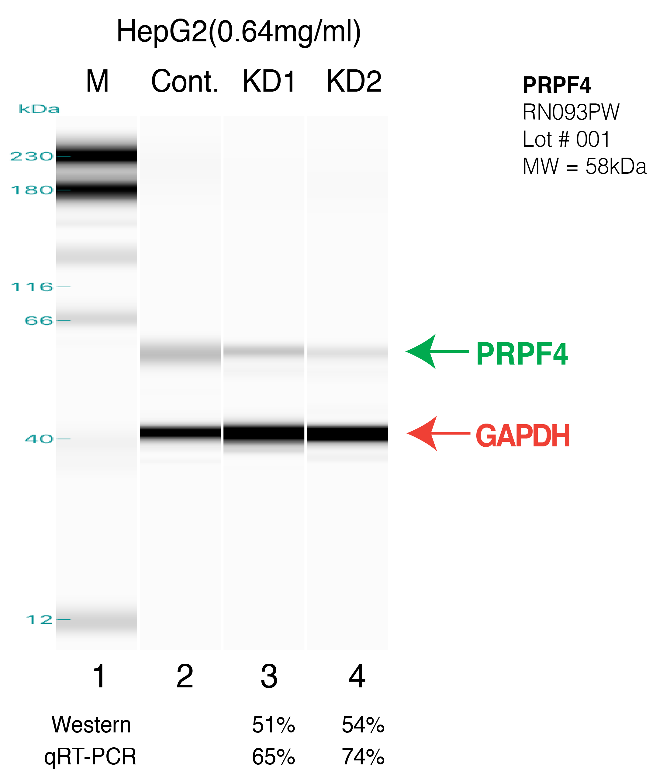 PRPF4-HEPG2.png<br>Caption: Western blot following shRNA against PRPF4 in HepG2 whole cell lysate using PRPF4 specific antibody. Lane 1 is a ladder, lane 2 is HepG2 non-targeting control knockdown, lane 3 and 4 are two different shRNAs against PRPF4.PRPF4 protein appears as the green arrow, GAPDH serves as a control and appears in red arrow.