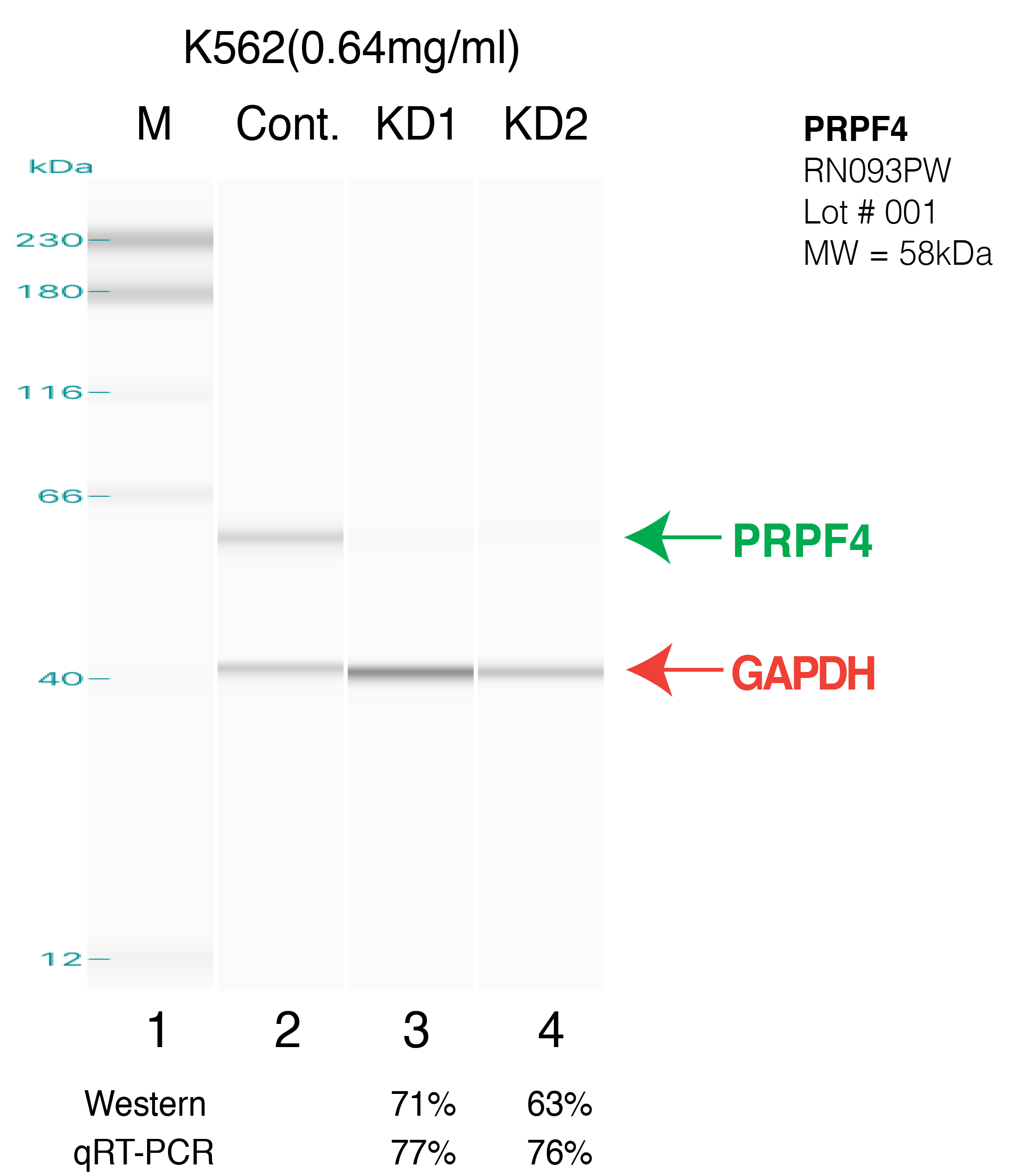 PRPF4-K562.png<br>Caption: Western blot following shRNA against PRPF4 in k562 whole cell lysate using PRPF4 specific antibody. Lane 1 is a ladder, lane 2 is k562 non-targeting control knockdown, lane 3 and 4 are two different shRNAs against PRPF4.PRPF4 protein appears as the green arrow, GAPDH serves as a control and appears in red arrow.