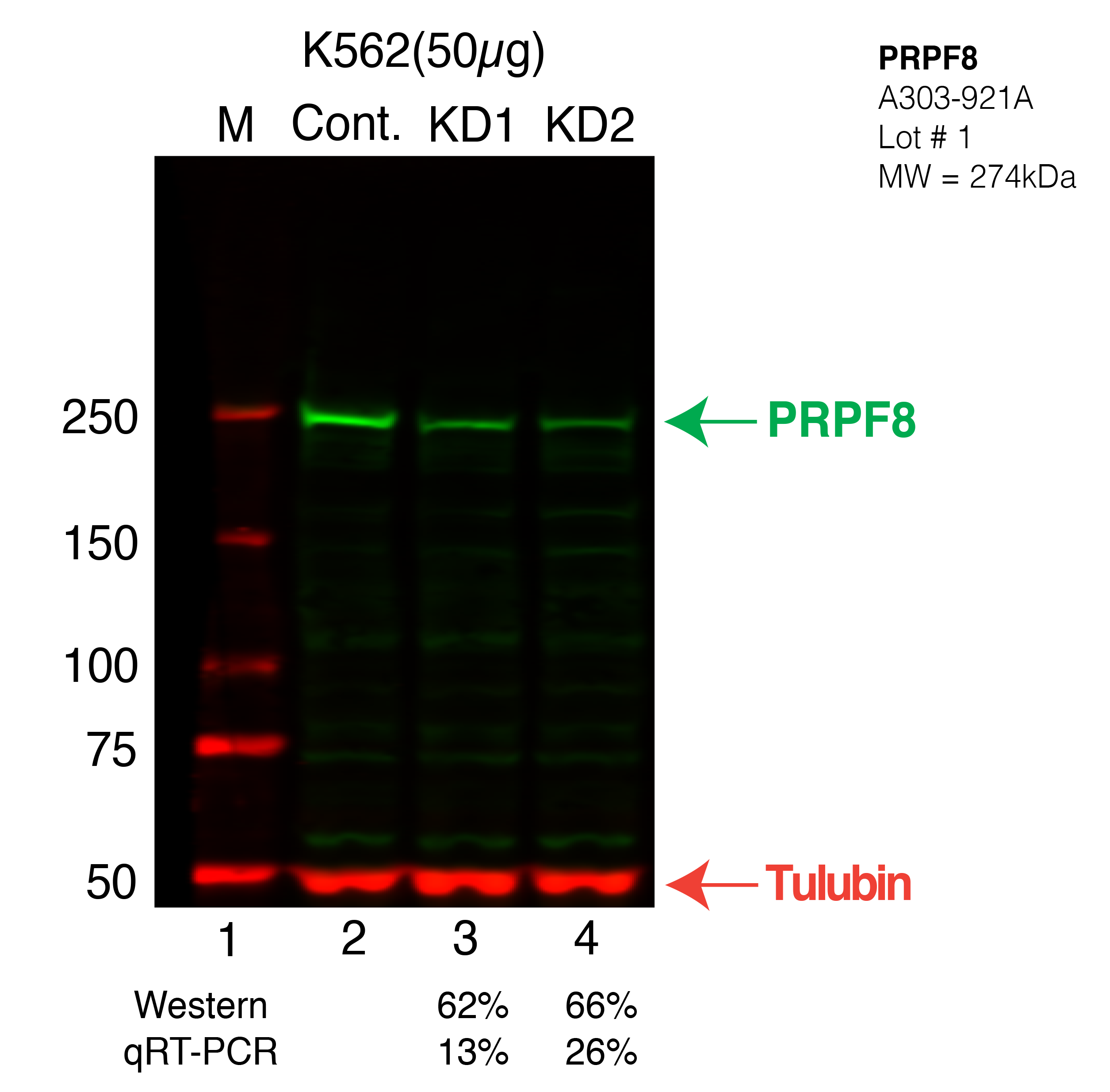 PRPF8-K562-CRISPR.png<br>Caption: Western blot following CRISPR against PRPF8 in K562 whole cell lysate using PRPF8 specific antibody. Lane 1 is a ladder, lane 2 is K562 non-targeting control knockdown, lane 3 and 4 are two different CRISPR against PRPF8.PRPF8 protein appears as the green band, Tubulin serves as a control and appears in red.