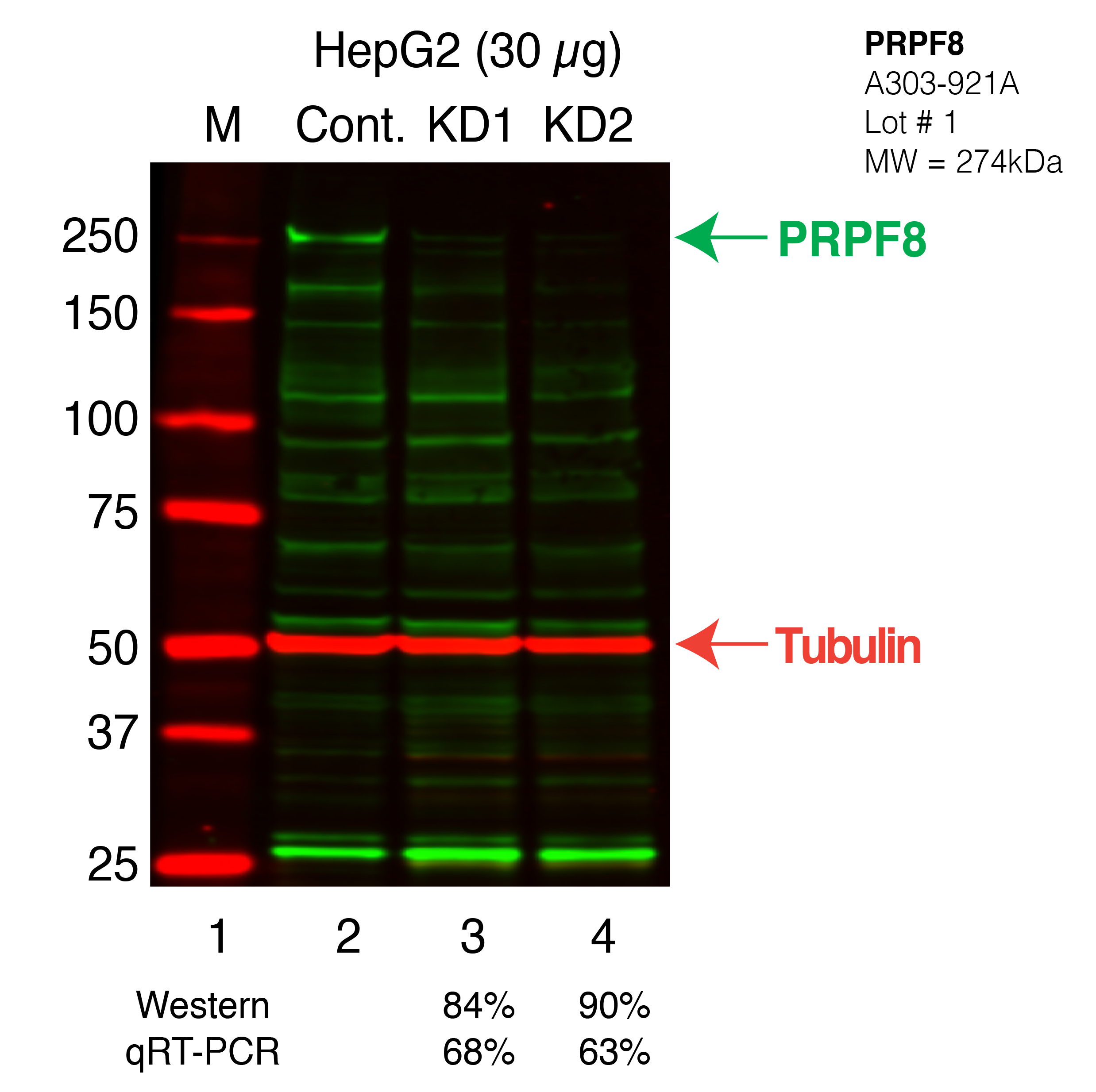 PRPF8_Secondary_Western.png<br>Caption: Western blot following shRNA against PRPF8 in HepG2 whole cell lysate using PRPF8 specific antibody. Lane 1 is a ladder, lane 2 is HepG2 non-targeting control knockdown, lane 3 and 4 are two different shRNAs against PRPF8. PRPF8 protein appears as the green band, Tubulin serves as a control and appears in red.