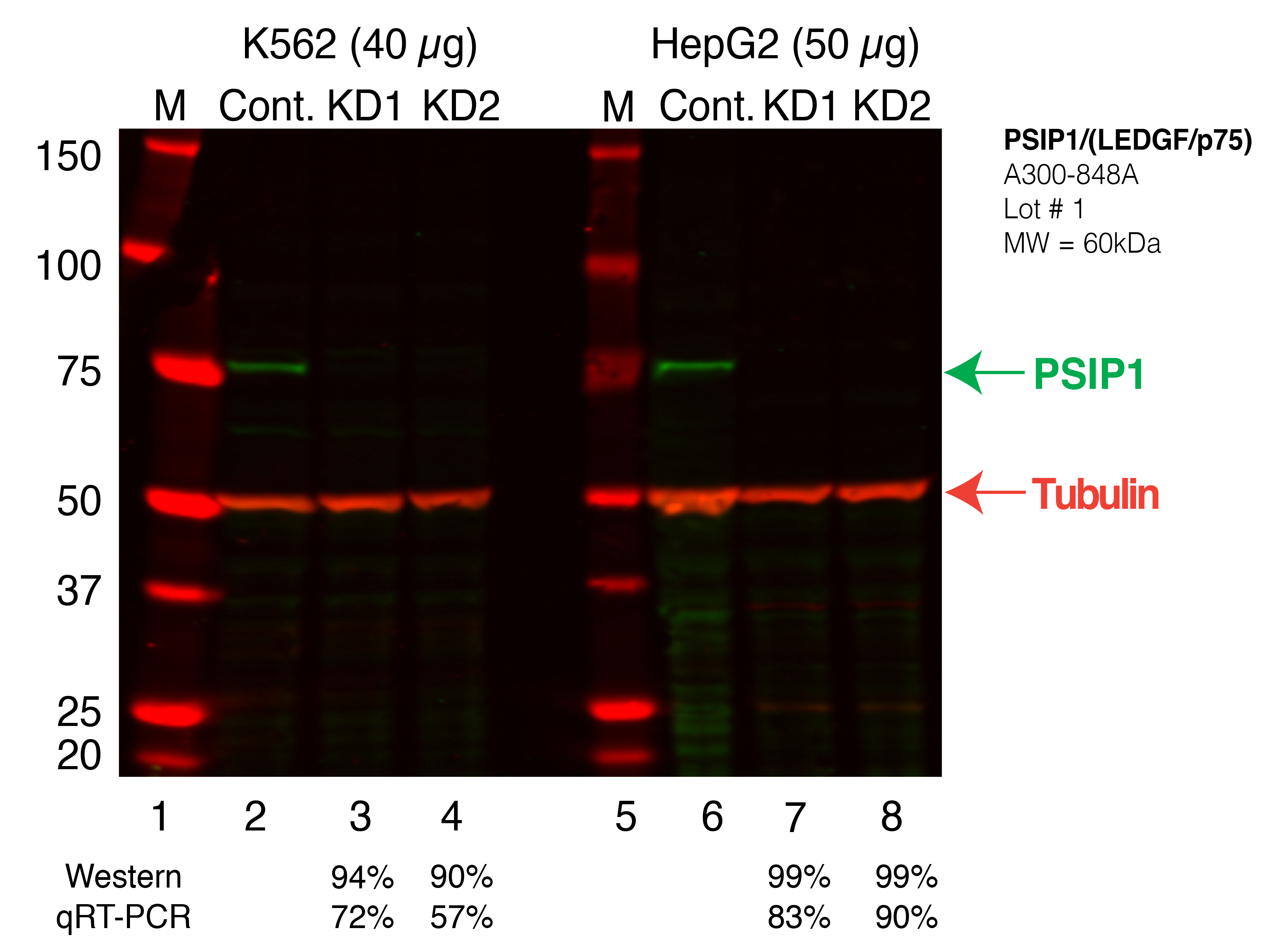 PSIP1_Secondary_Western.png<br>Caption: Western blot following shRNA against PSIP1 in K562 and HepG2 whole cell lysate using PSIP1 specific antibody. Lane 1 is a ladder, lane 2 is K562 non-targeting control knockdown, lane 3 and 4 are two different shRNAs against PSIP1. Lanes 5-8 follow the same pattern, but in HepG2. PSIP1 protein appears as the green band, Tubulin serves as a control and appears in red.