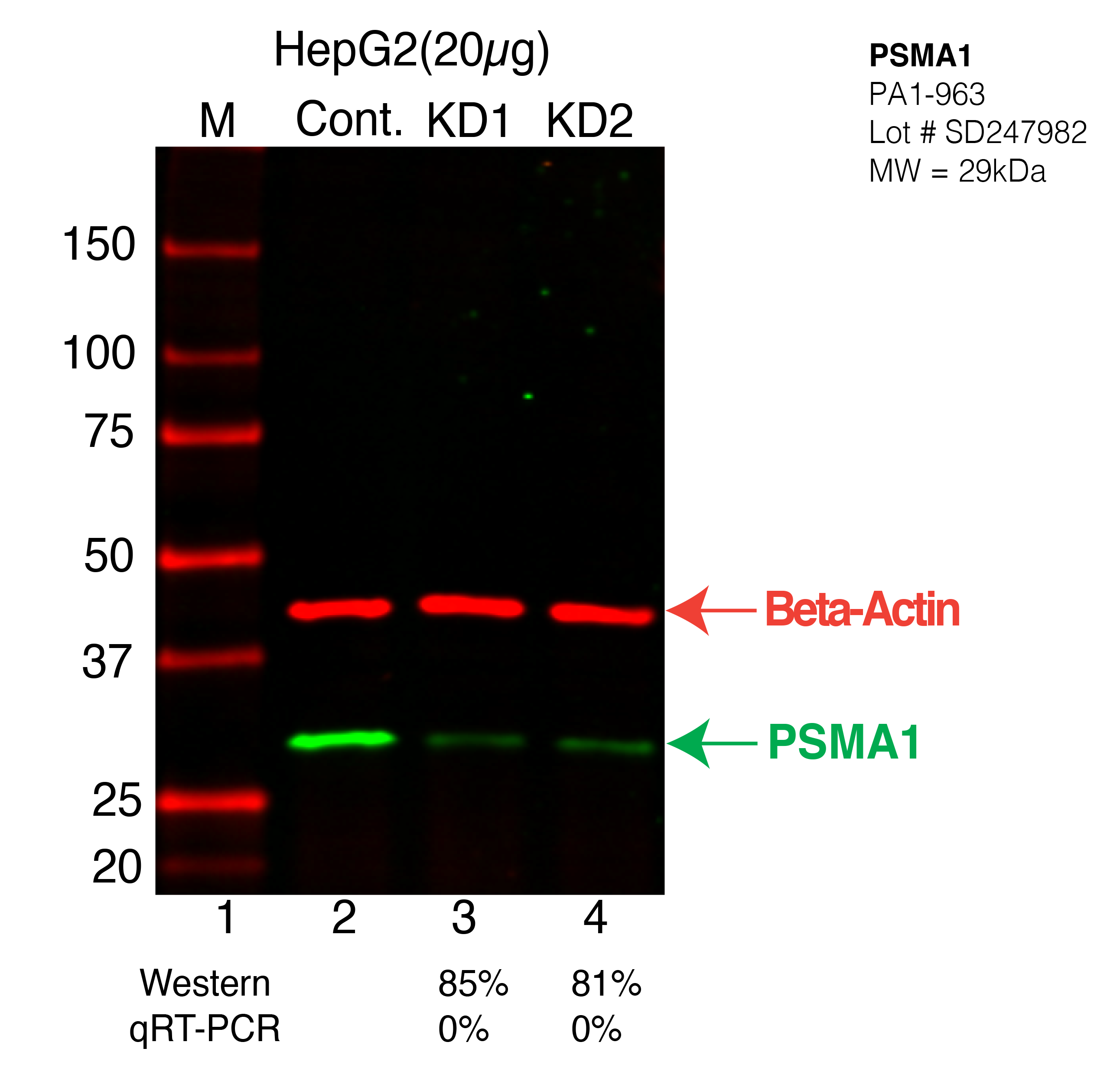 PSMA1-HEPG2-CRISPR-PA1-963.png<br>Caption: Western blot following CRISPR against PSMA1 in HepG2 whole cell lysate using PSMA1 specific antibody. Lane 1 is a ladder, lane 2 is HepG2 non-targeting control knockdown, lane 3 and 4 are two different CRISPR against PSMA1. PSMA1 protein appears as the green arrow, Beta-actin serves as a control and appears in red arrow.