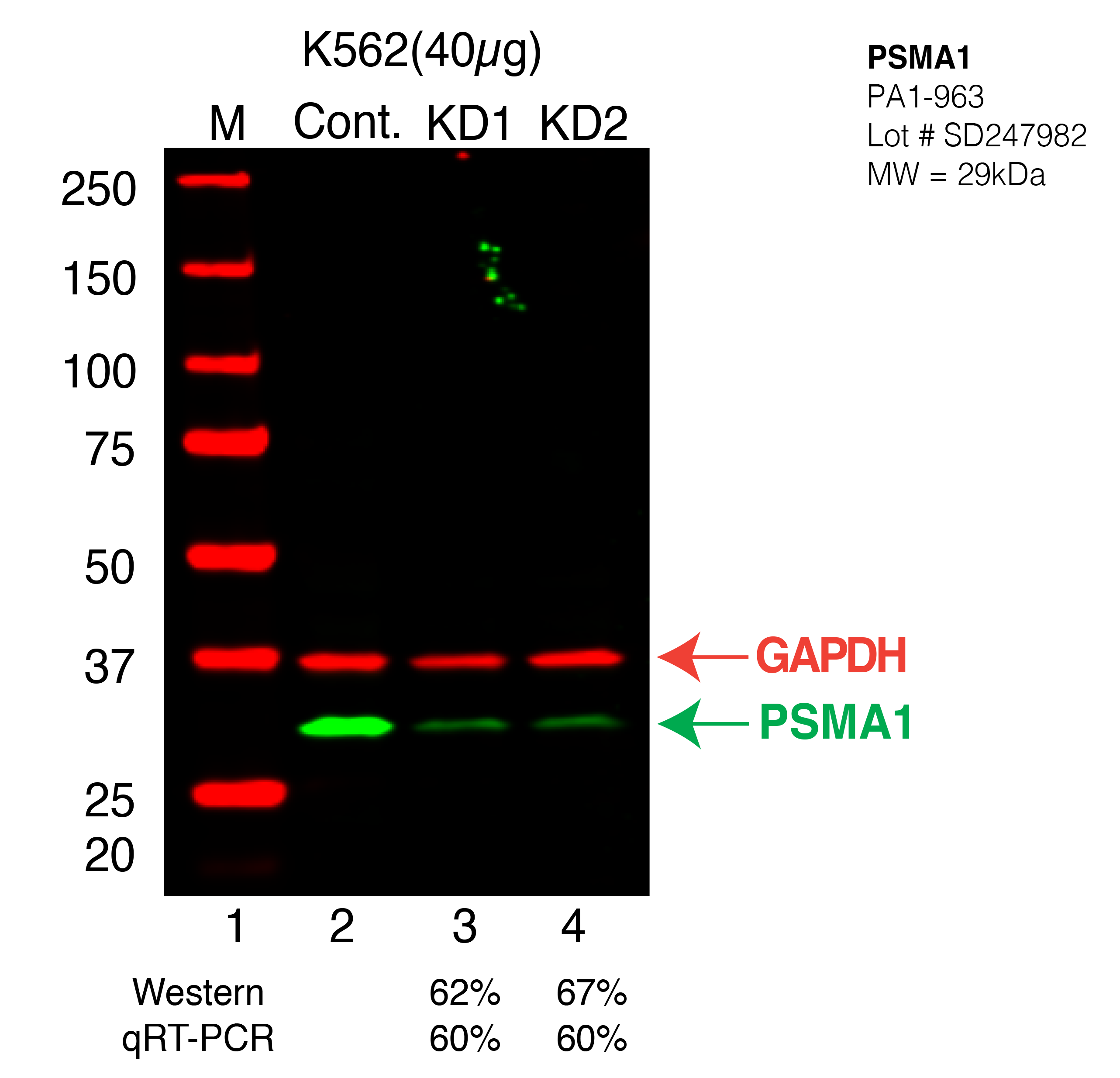 PSMA1-K562-CRISPR.png<br>Caption: Western blot following CRISPR against PSMA1 in K562 whole cell lysate using PSMA1 specific antibody. Lane 1 is a ladder, lane 2 is K562 non-targeting control knockdown, lane 3 and 4 are two different CRISPR against PSMA1. PSMA1 protein appears as the green arrow, GAPDH serves as a control and appears in red arrow.