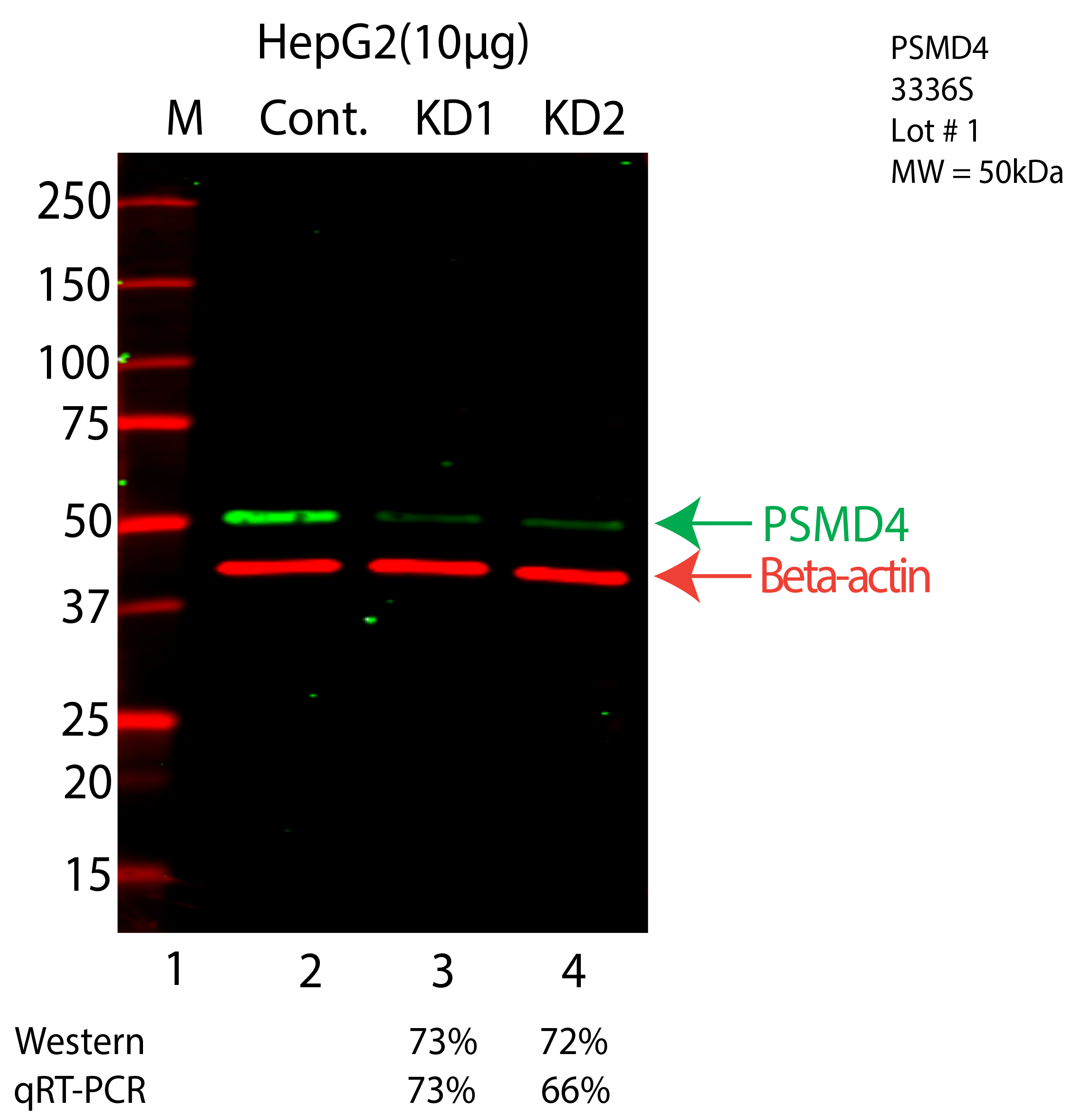 PSMD4-HEPG2-CRISPR-3336S.png<br>Caption: Western blot following CRISPR against PSMD4 in HepG2 whole cell lysate using PSMD4 specific antibody. Lane 1 is a ladder, lane 2 is HepG2 non-targeting control knockdown, lane 3 and 4 are two different CRISPR against PSMD4. PSMD4 protein appears as the green arrow, Beta-actin serves as a control and appears in red arrow.