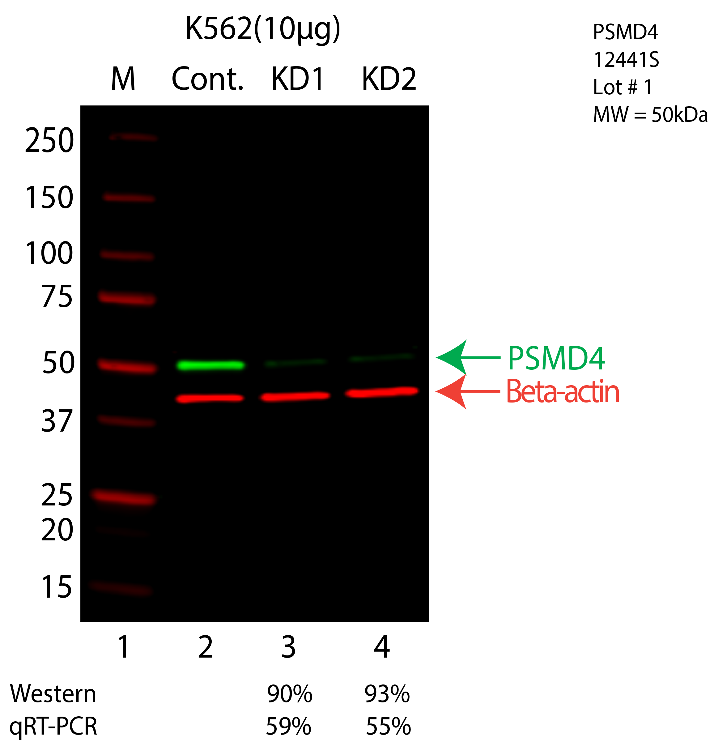 PSMD4-K562-CRISPR-12441S.png<br>Caption: Western blot following CRISPR against PSMD4 in K562 whole cell lysate using PSMD4 specific antibody. Lane 1 is a ladder, lane 2 is K562 non-targeting control knockdown, lane 3 and 4 are two different CRISPR against PSMD4. PSMD4 protein appears as the green arrow, Beta-actin serves as a control and appears in red arrow.