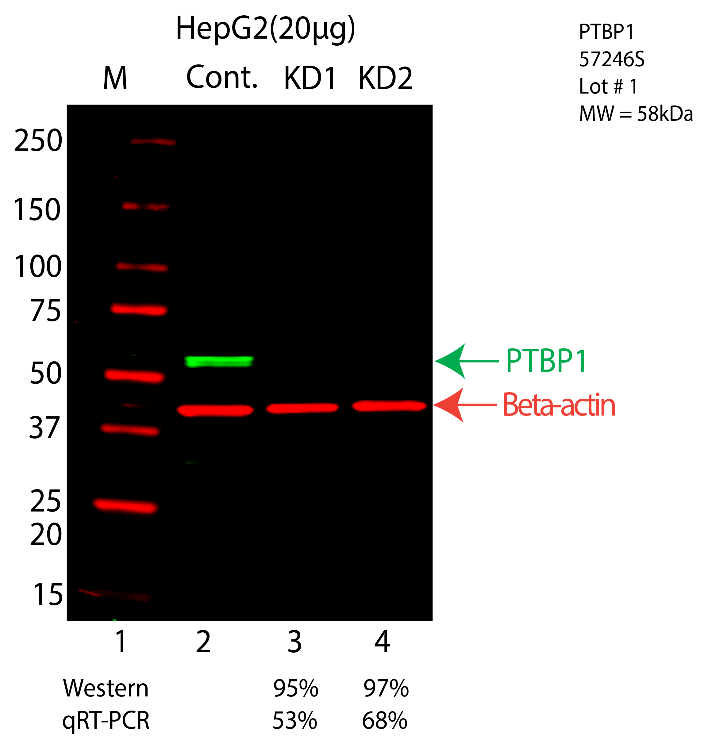 PTBP1-HEPG2-57246S.png<br>Caption: Western blot following shRNA against PTBP1 in HepG2 whole cell lysate using PTBP1 specific antibody. Lane 1 is a ladder, lane 2 is HepG2 non-targeting control knockdown, lane 3 and 4 are two different shRNA against PTBP1. PTBP1 protein appears as the green arrow, Beta-actin serves as a control and appears in red arrow.