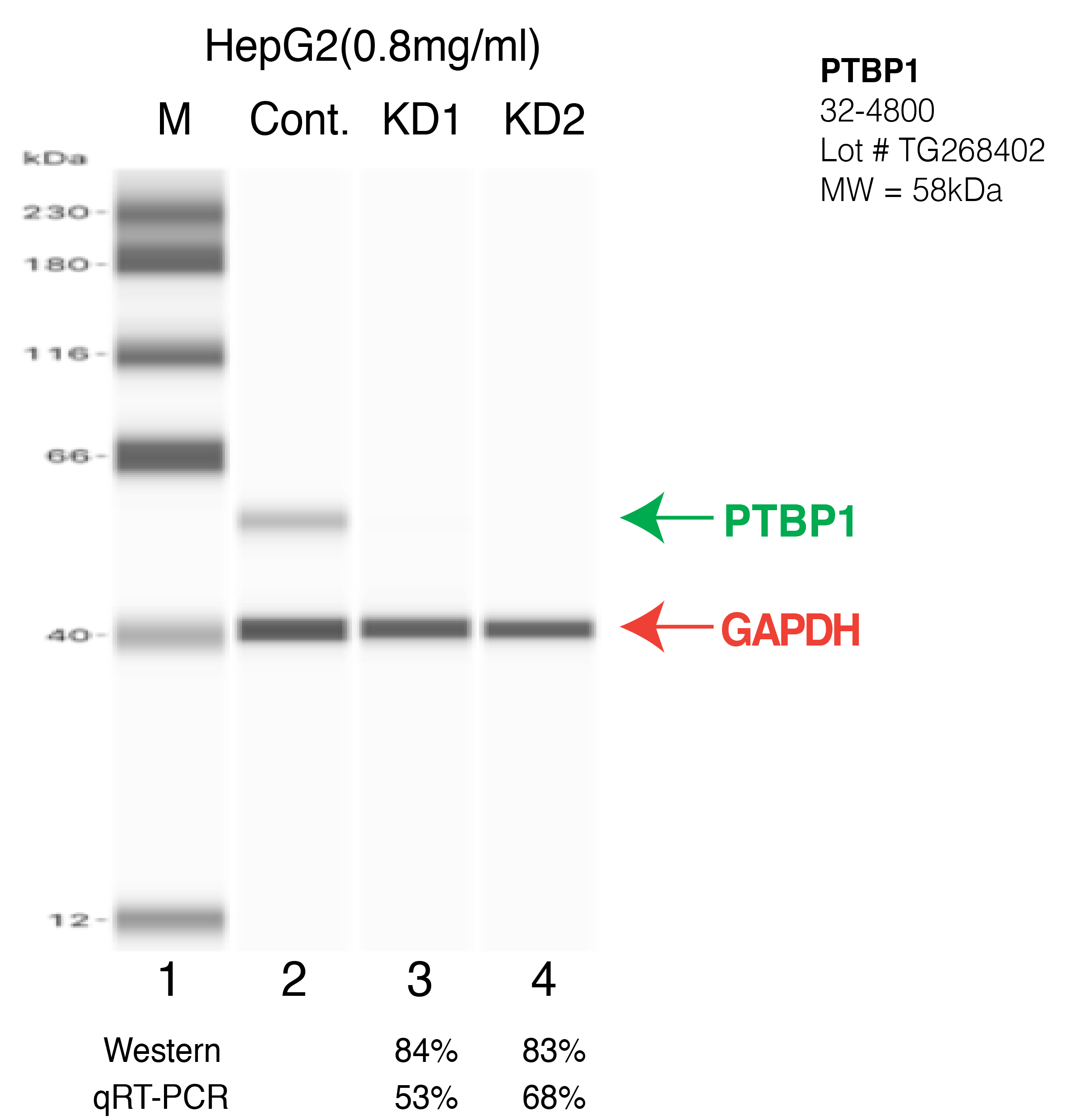 PTBP1-HEPG2.png<br>Caption: Western blot following shRNA against PTBP1 in HepG2 whole cell lysate using PTBP1 specific antibody. Lane 1 is a ladder, lane 2 is HepG2 non-targeting control knockdown, lane 3 and 4 are two different shRNA against PTBP1. PTBP1 protein appears as the green arrow, GAPDH serves as a control and appears in red arrow.