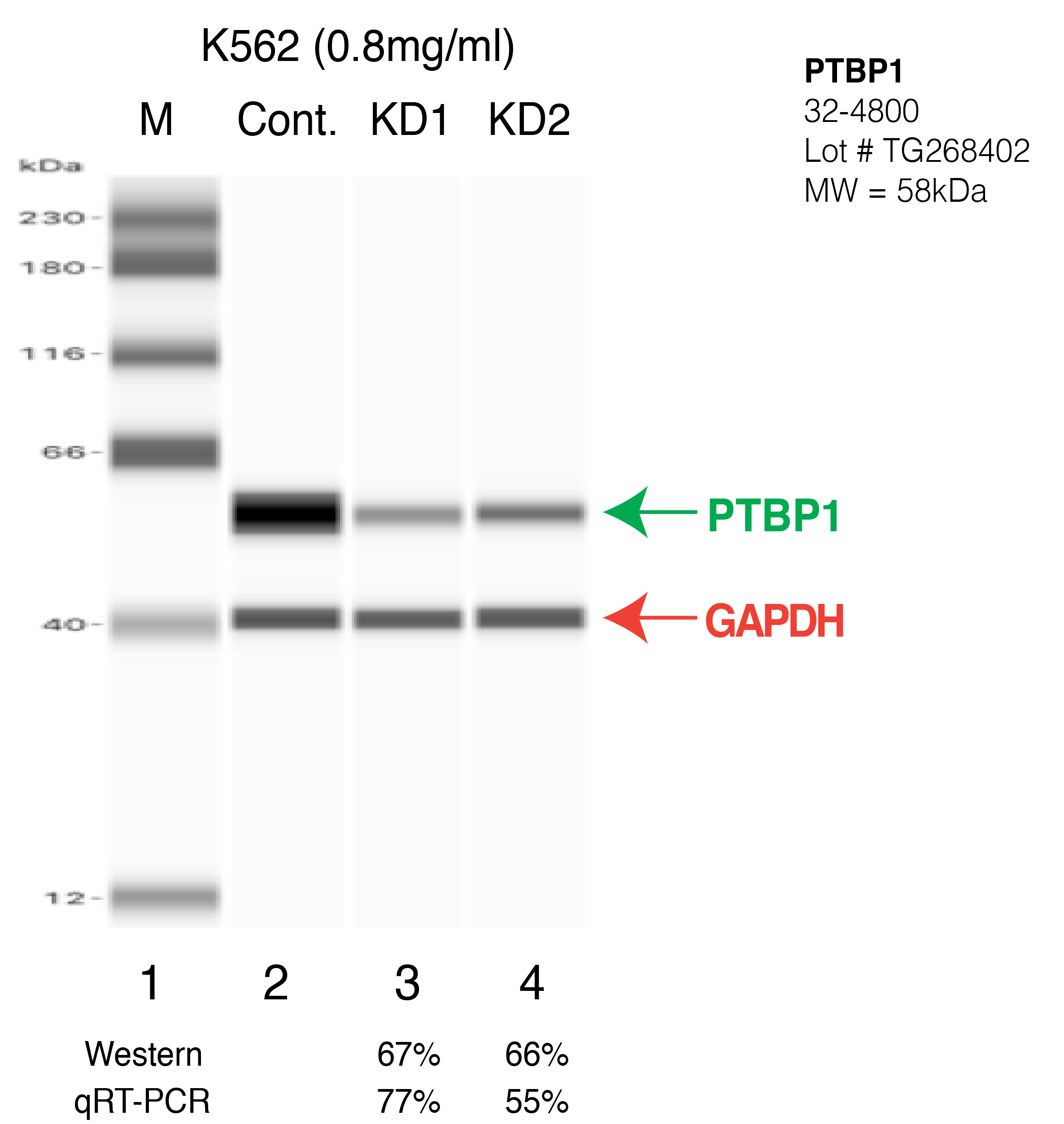 PTBP1-K562-CRISPR-1.png<br>Caption: Western blot following CRISPR against PTBP1 in K562 whole cell lysate using PTBP1 specific antibody. Lane 1 is a ladder, lane 2 is K562 non-targeting control knockdown, lane 3 and 4 are two different CRISPR against PTBP1. PTBP1 protein appears as the green arrow, GAPDH serves as a control and appears in red arrow.