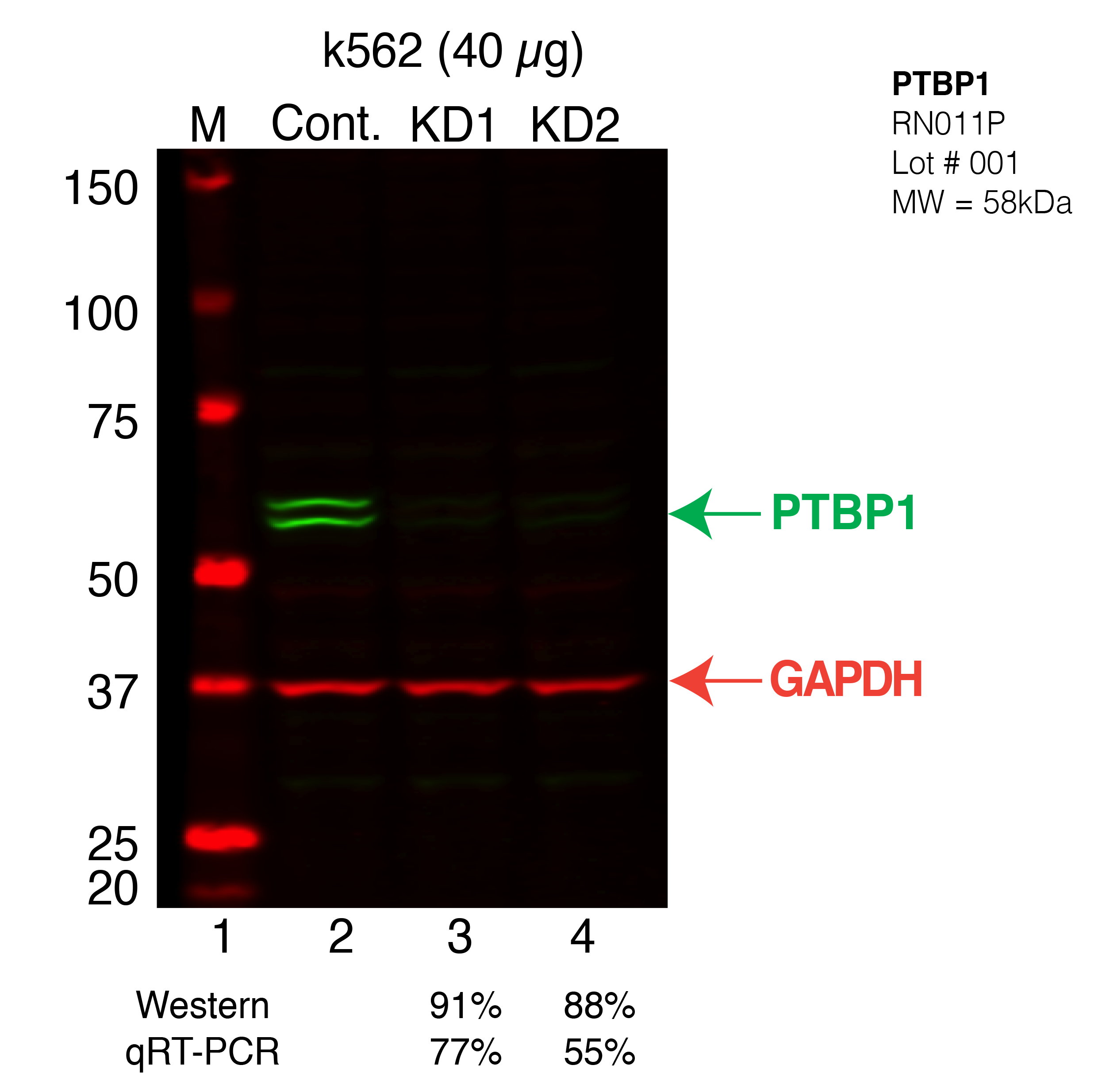 PTBP1-K562-CRISPR.png<br>Caption: Western blot following CRISPR against PTBP1 in K562 whole cell lysate using PTBP1 specific antibody. Lane 1 is a ladder, lane 2 is K562 non-targeting control knockdown, lane 3 and 4 are two different CRISPR against PTBP1. PTBP1 protein appears as the green band, GAPDH serves as a control and appears in red.