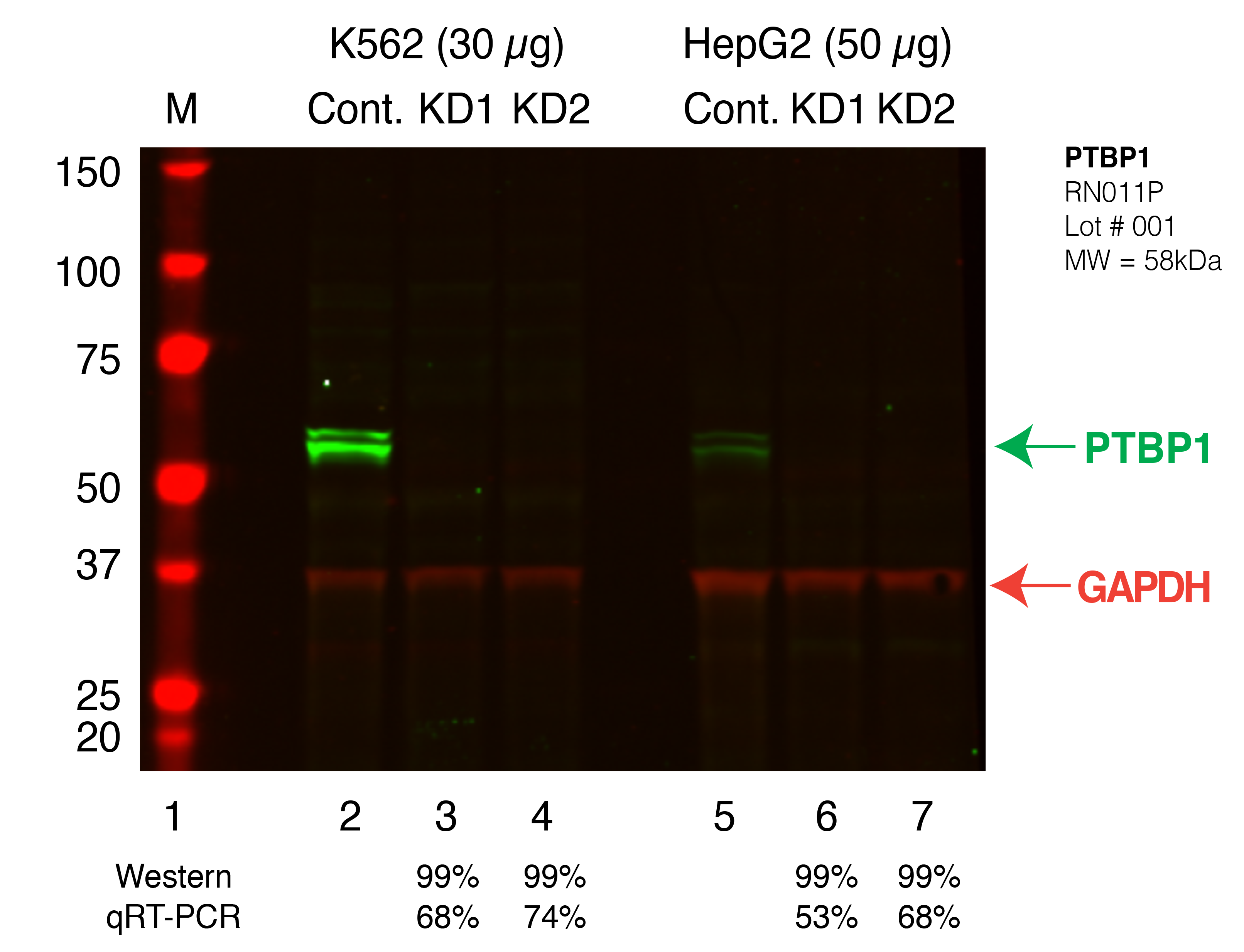 PTBP1_Secondary_Western.png<br>Caption: Western blot following shRNA against PTBP1 in K562 and HepG2 whole cell lysate using PTBP1 specific antibody. Lane 1 is a ladder, lane 2 is K562 non-targeting control knockdown, lane 3 and 4 are two different shRNAs against PTBP1. Lanes 5-7 follow the same pattern, but in HepG2. PTBP1 protein appears as the green band, GAPDH serves as a control and appears in red.