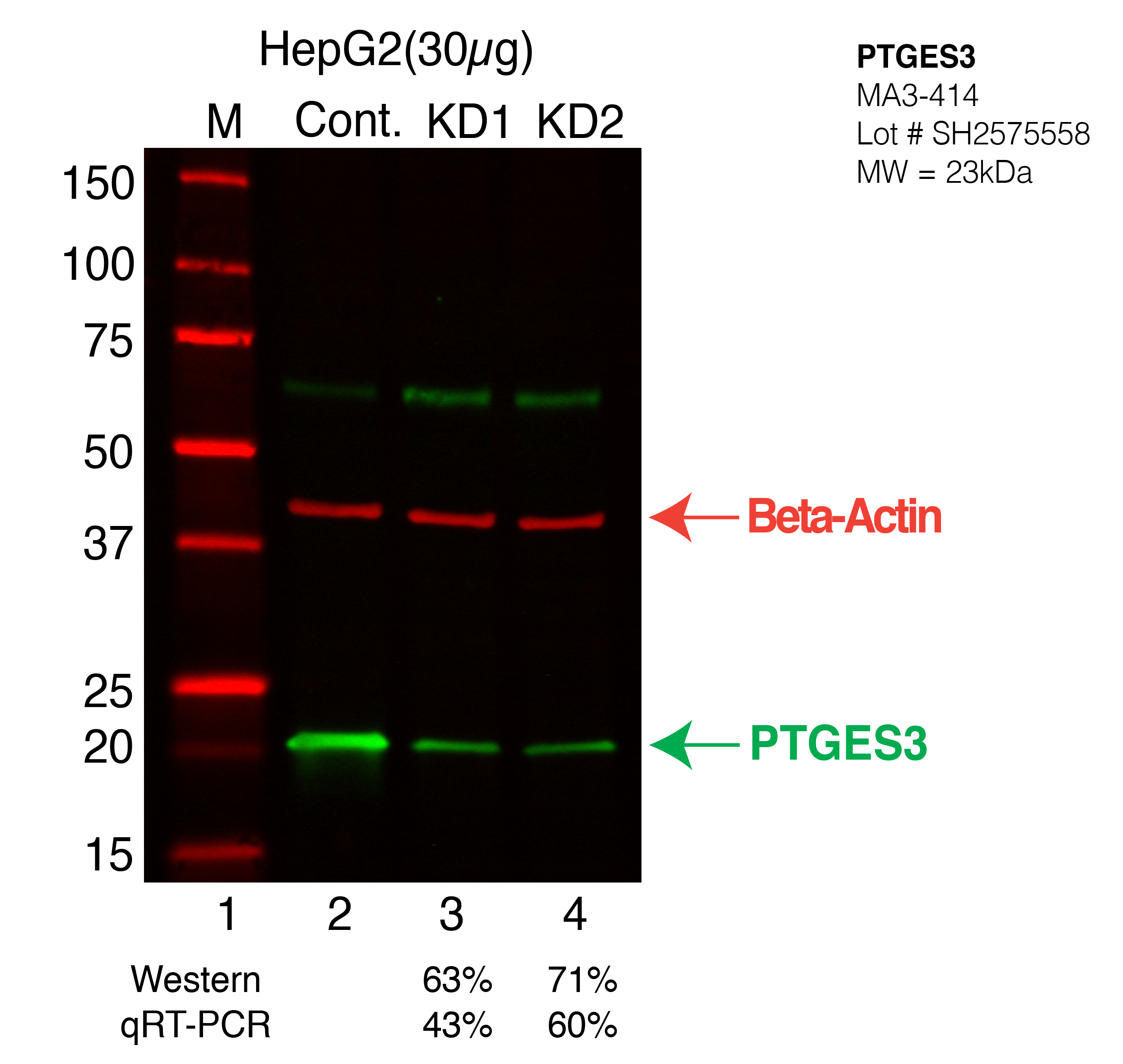 PTGES3-HEPG2-CRISPR-MA3-414.png<br>Caption: Western blot following CRISPR against PTGES3 in HepG2 whole cell lysate using PTGES3 specific antibody. Lane 1 is a ladder, lane 2 is HepG2 non-targeting control knockdown, lane 3 and 4 are two different CRISPR against PTGES3. PTGES3 protein appears as the green arrow, Beta-actin serves as a control and appears in red arrow.