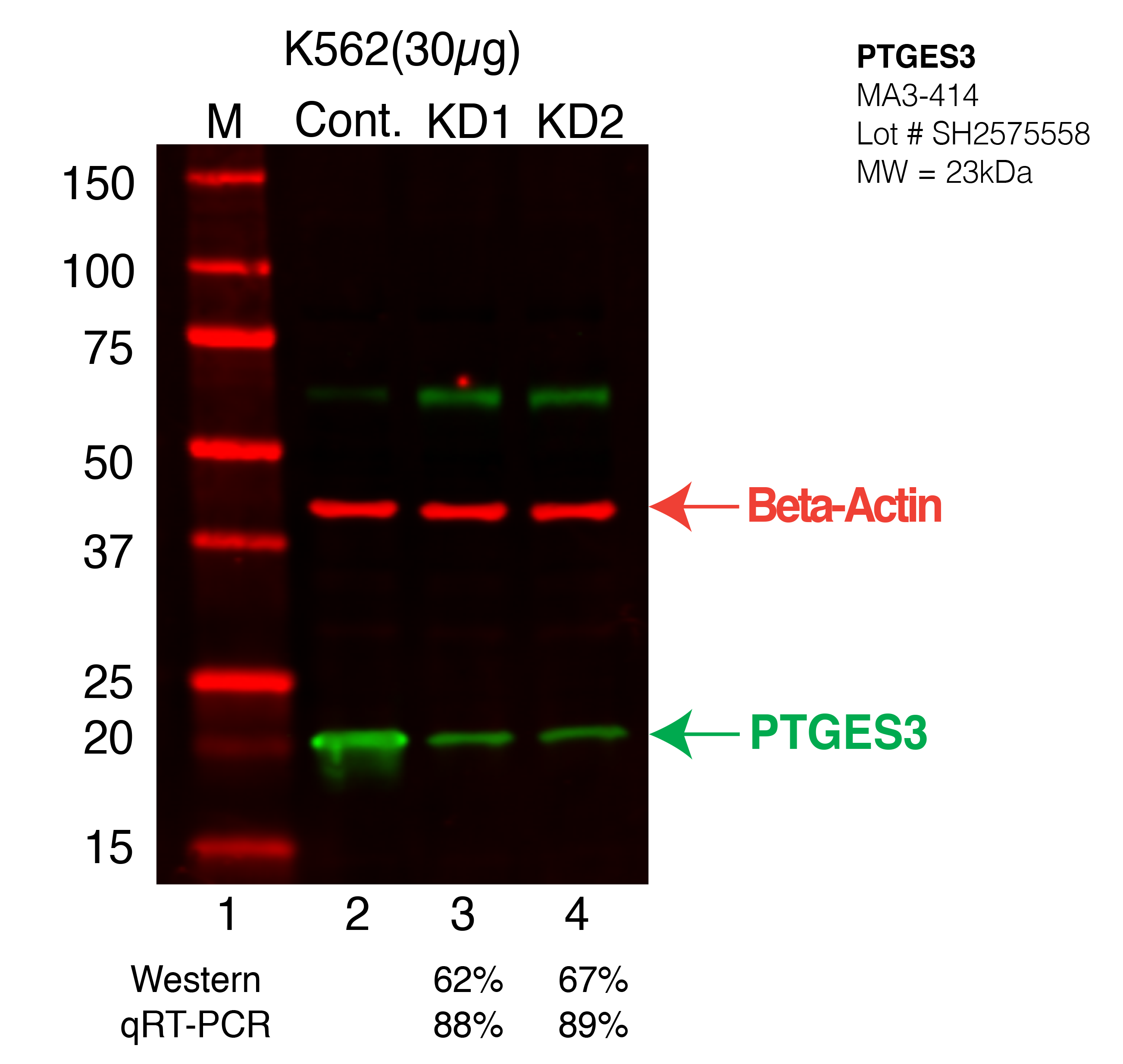 PTGES3-K562-CRISPR-MA3-414.png<br>Caption: Western blot following CRISPR against PTGES3 in K562 whole cell lysate using PTGES3 specific antibody. Lane 1 is a ladder, lane 2 is K562 non-targeting control knockdown, lane 3 and 4 are two different CRISPR against PTGES3. PTGES3 protein appears as the green arrow, Beta-actin serves as a control and appears in red arrow.