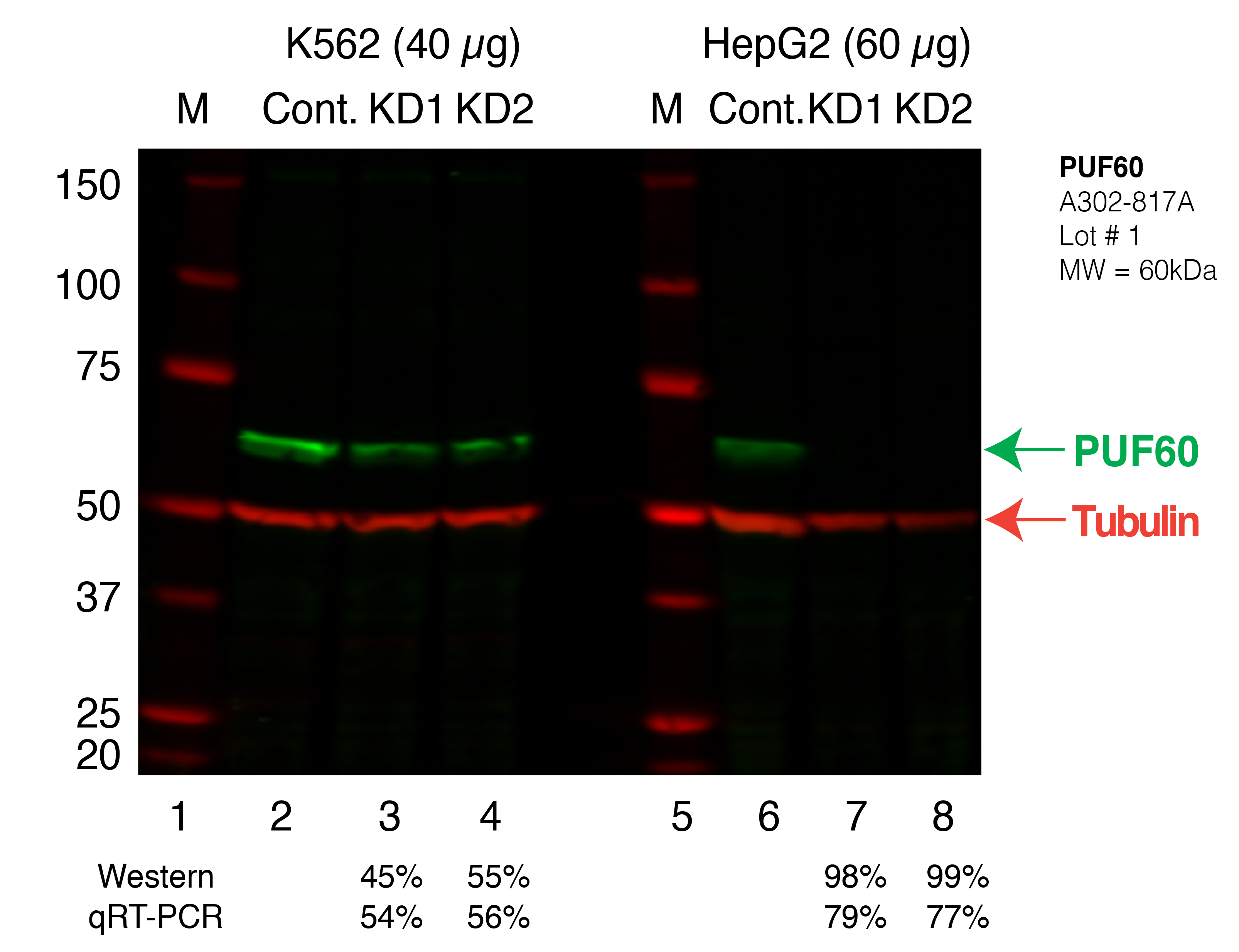 PUF60_Secondary_Western.png<br>Caption: Western blot following shRNA against PUF60 in K562 and HepG2 whole cell lysate using PUF60 specific antibody. Lane 1 is a ladder, lane 2 is K562 non-targeting control knockdown, lane 3 and 4 are two different shRNAs against PUF60. Lanes 5-8 follow the same pattern, but in HepG2. PUF60 protein appears as the green band, Tubulin serves as a control and appears in red.