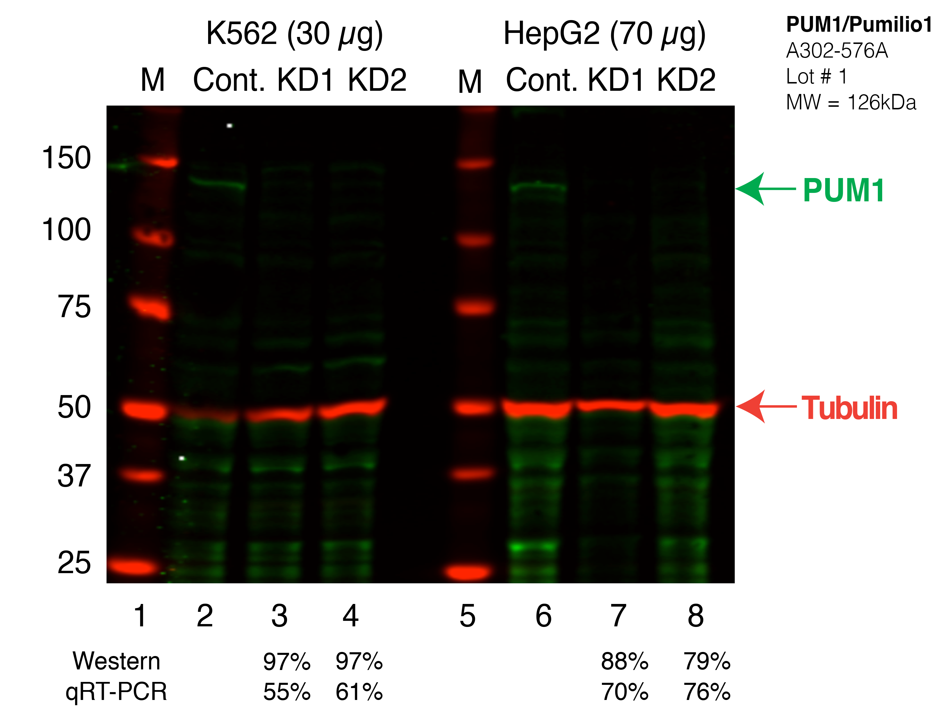 PUM1_Secondary_Western.png<br>Caption: Western blot following shRNA against PUM1 in K562 and HepG2 whole cell lysate using PUM1 specific antibody. Lane 1 is a ladder, lane 2 is K562 non-targeting control knockdown, lane 3 and 4 are two different shRNAs against PUM1. Lanes 5-8 follow the same pattern, but in HepG2. PUM1 protein appears as the green band, Tubulin serves as a control and appears in red.