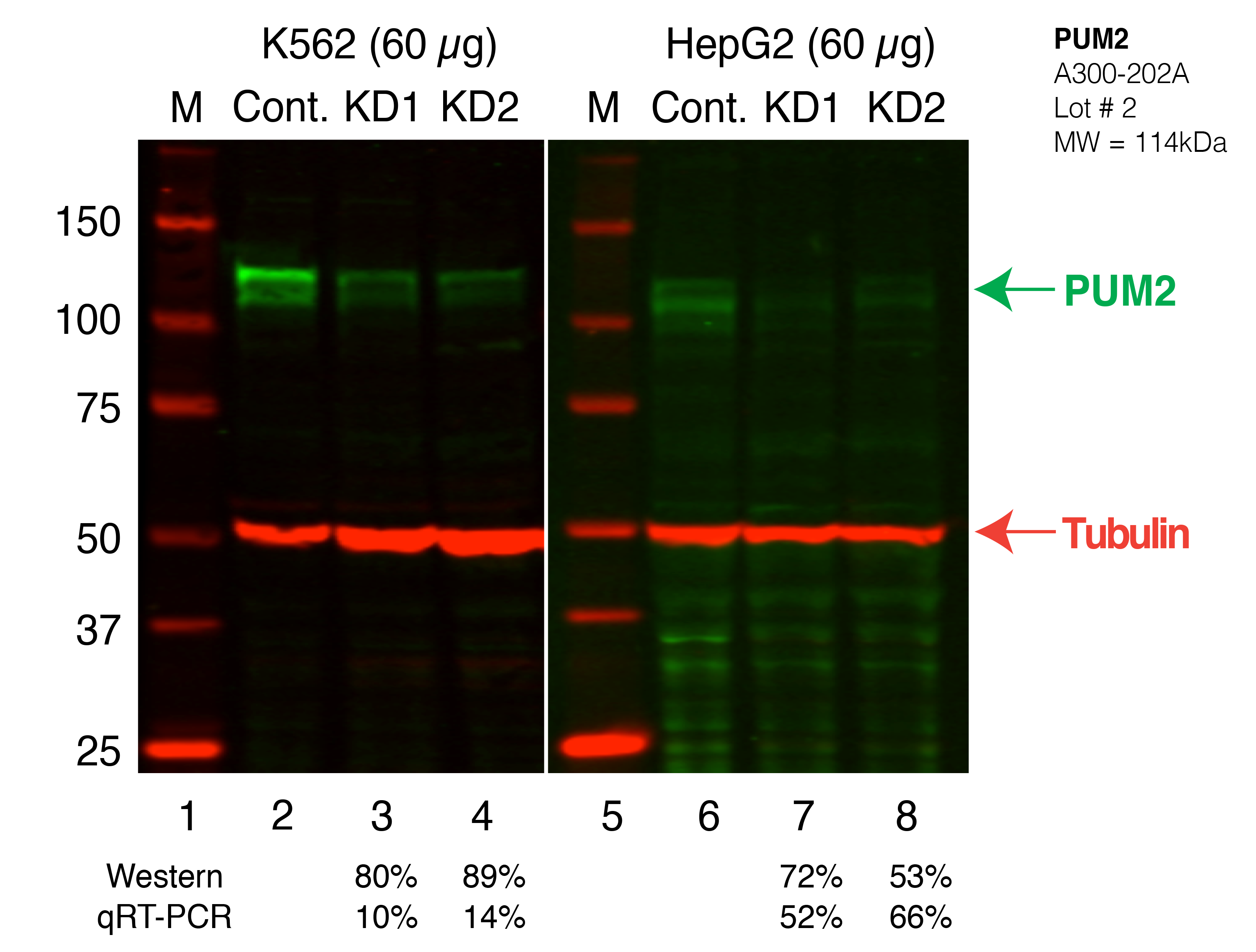 PUM2_Secondary_Western.png<br>Caption: Western blot following shRNA against PUM2 in K562 and HepG2 whole cell lysate using PUM2 specific antibody. Lane 1 is a ladder, lane 2 is K562 non-targeting control knockdown, lane 3 and 4 are two different shRNAs against PUM2. Lanes 5-8 follow the same pattern, but in HepG2. PUM2 protein appears as the green band, Tubulin serves as a control and appears in red.