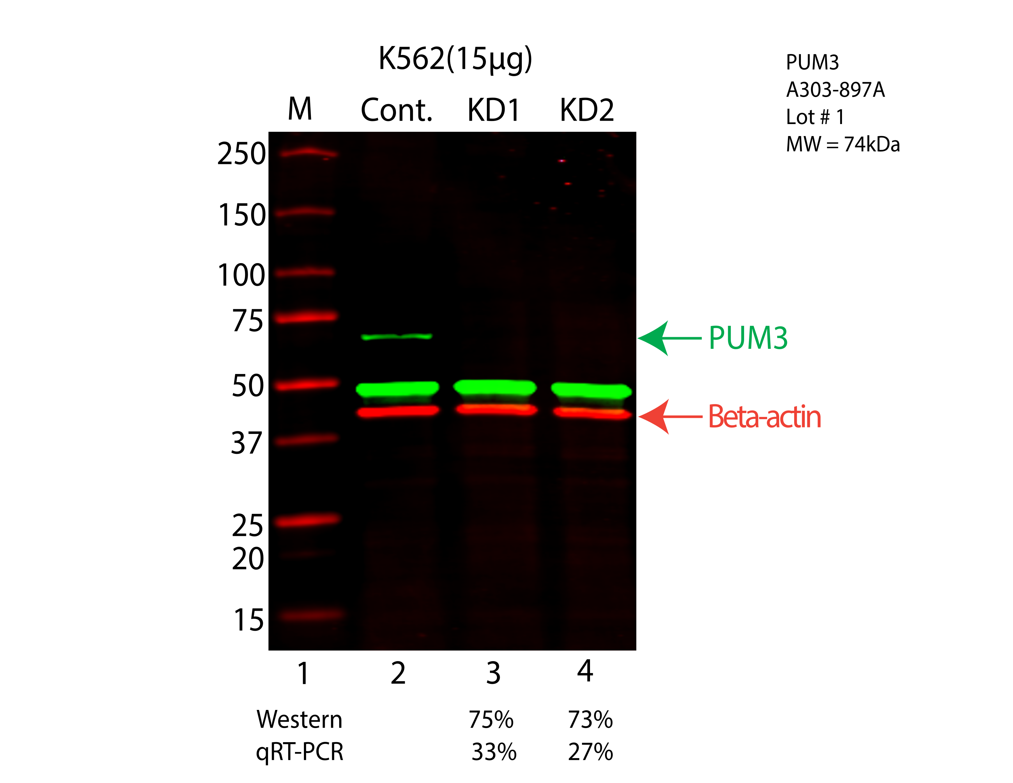 PUM3-K562-CRISPR-A303-897A.png<br>Caption: Western blot following CRISPR against PUM3 in K562 whole cell lysate using PUM3 specific antibody. Lane 1 is a ladder, lane 2 is K562 non-targeting control knockdown, lane 3 and 4 are two different CRISPR against PUM3. PUM3 protein appears as the green arrow, Beta-actin serves as a control and appears in red arrow.