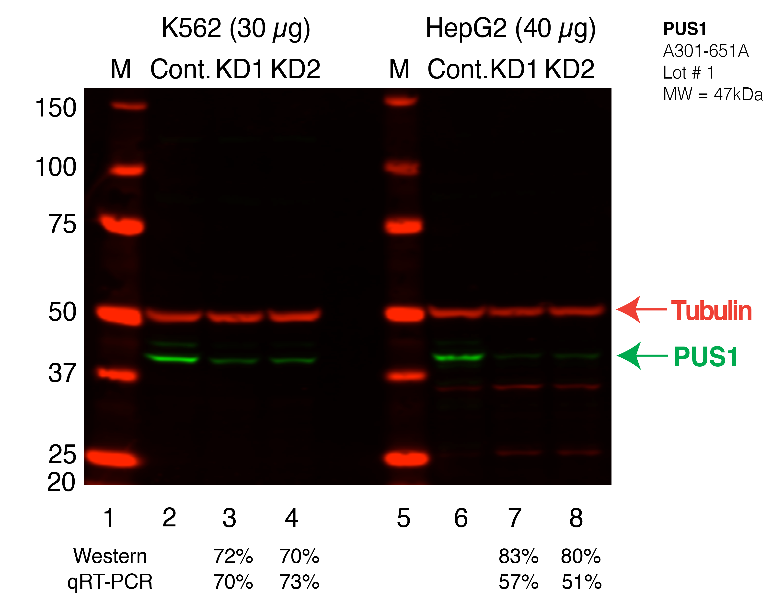 PUS1_Secondary_Western.png<br>Caption: Western blot following shRNA against PUS1 in K562 and HepG2 whole cell lysate using PUS1 specific antibody. Lane 1 is a ladder, lane 2 is K562 non-targeting control knockdown, lane 3 and 4 are two different shRNAs against PUS1. Lanes 5-8 follow the same pattern, but in HepG2. PUS1 protein appears as the green band, Tubulin serves as a control and appears in red.