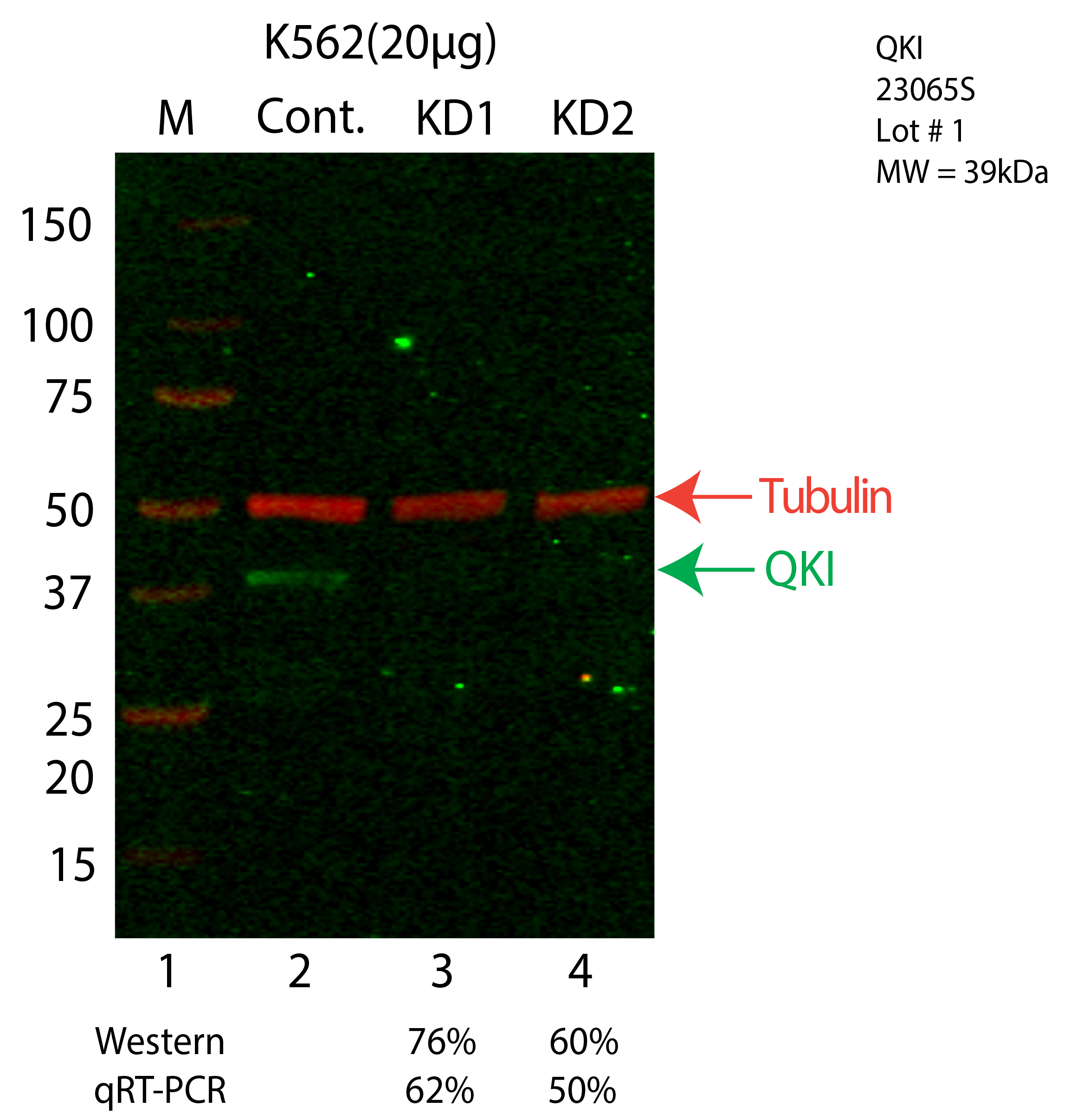 QKI-K562-23065S.png<br>Caption: Western blot following shRNA against QKI in K562 whole cell lysate using QKI specific antibody. Lane 1 is a ladder, lane 2 is K562 non-targeting control knockdown, lane 3 and 4 are two different shRNA against QKI. QKI protein appears as the green arrow, Tubulin serves as a control and appears in red arrow.