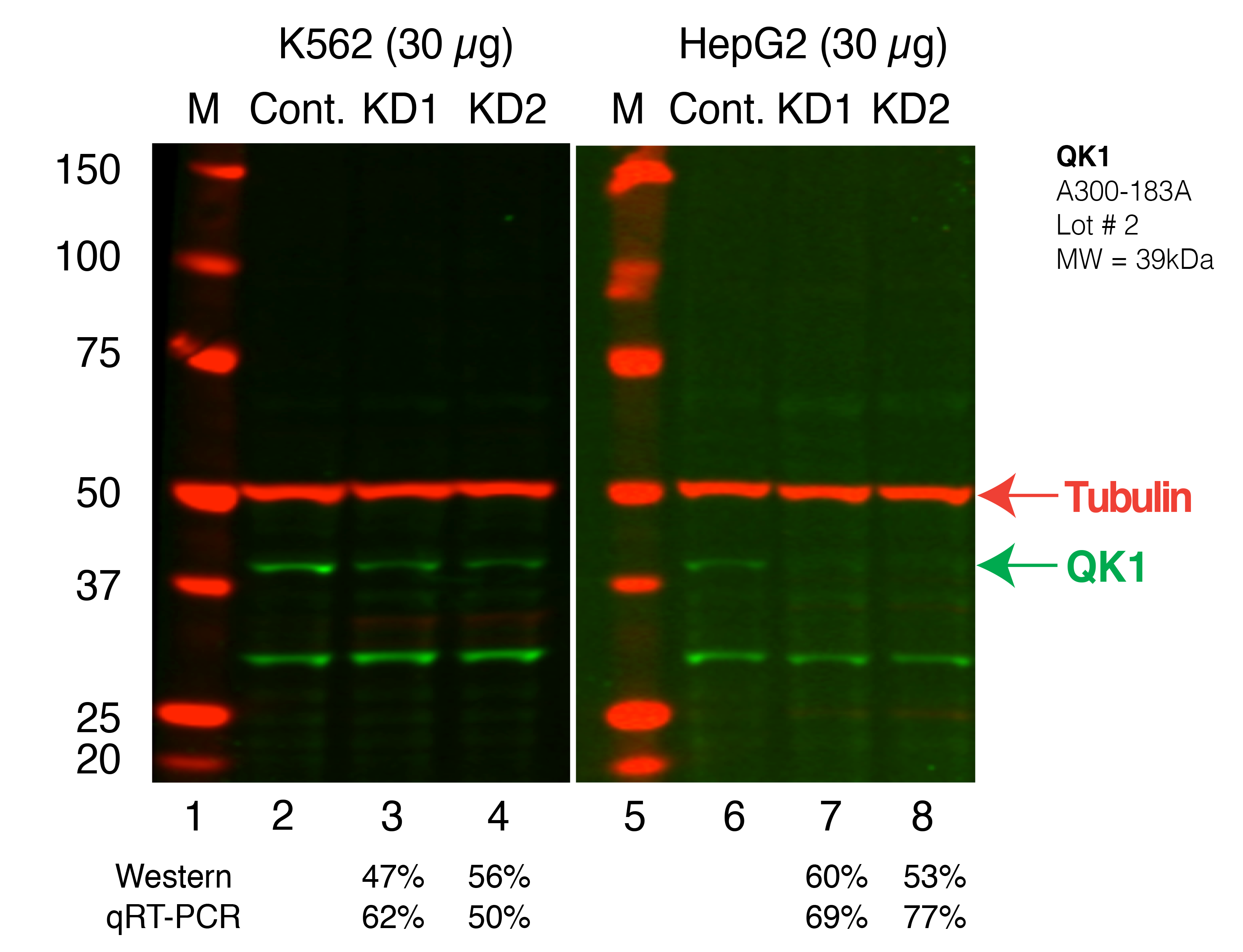 QKI_Secondary_Western.png<br>Caption: Western blot following shRNA against QKI in K562 and HepG2 whole cell lysate using QKI specific antibody. Lane 1 is a ladder, lane 2 is K562 non-targeting control knockdown, lane 3 and 4 are two different shRNAs against QKI. Lanes 5-8 follow the same pattern, but in HepG2. QKI protein appears as the green band, Tubulin serves as a control and appears in red.