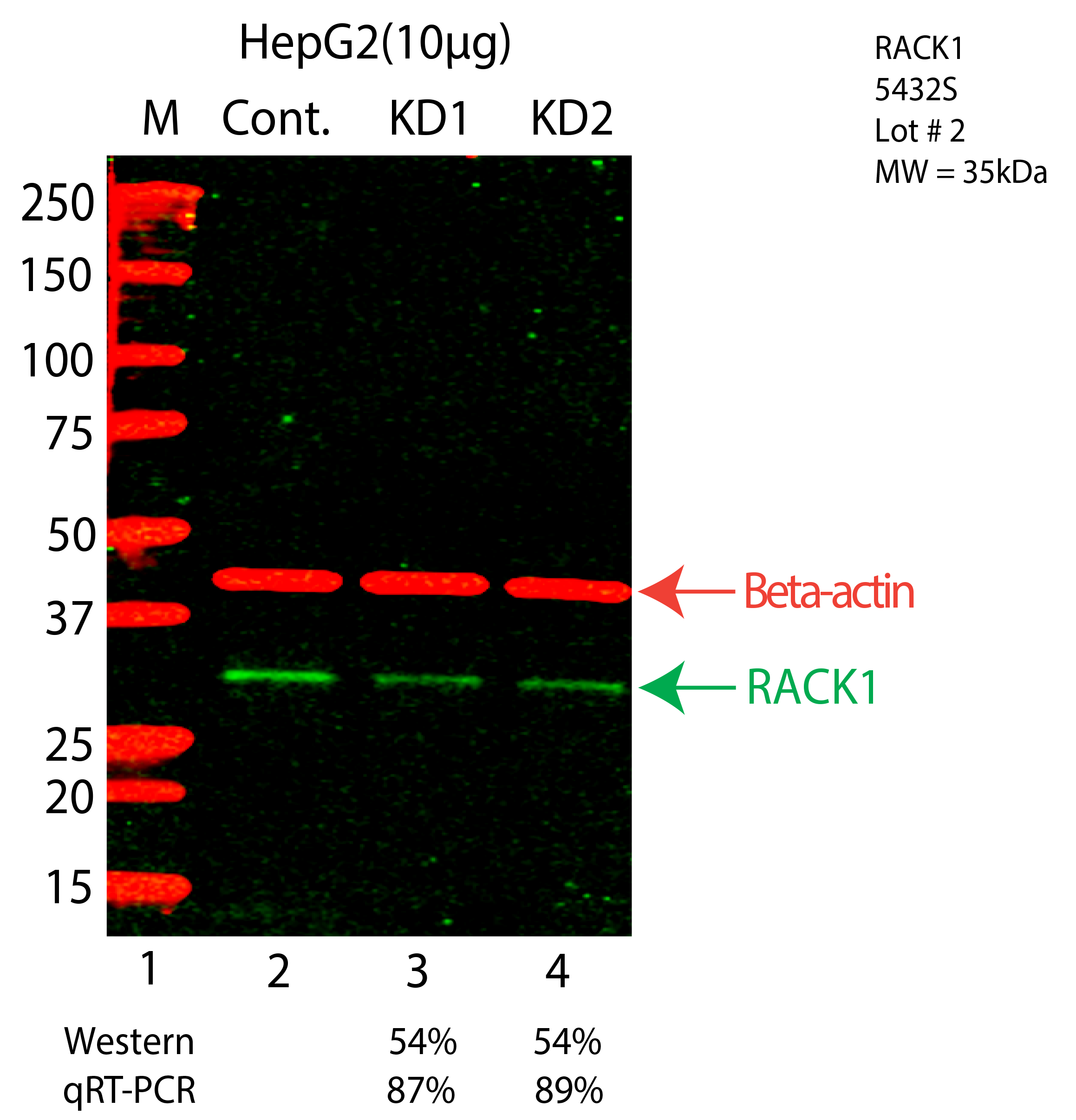 RACK1-HEPG2-CRISPR-5432S.png<br>Caption: Western blot following CRISPR against RACK1 in HepG2 whole cell lysate using RACK1 specific antibody. Lane 1 is a ladder, lane 2 is HepG2 non-targeting control knockdown, lane 3 and 4 are two different CRISPR against RACK1. RACK1 protein appears as the green arrow, Beta-actin serves as a control and appears in red arrow.