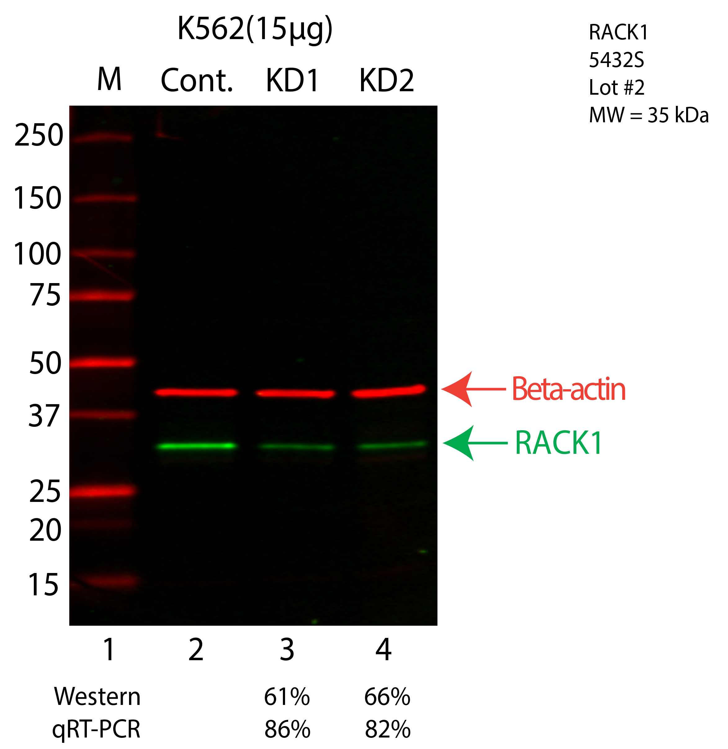 RACK1-K562-CRISPR-5432S.png<br>Caption: Western blot following CRISPR against RACK1 in K562 whole cell lysate using RACK1 specific antibody. Lane 1 is a ladder, lane 2 is K562 non-targeting control knockdown, lane 3 and 4 are two different CRISPR against RACK1. RACK1 protein appears as the green arrow, Beta-actin serves as a control and appears in red arrow.