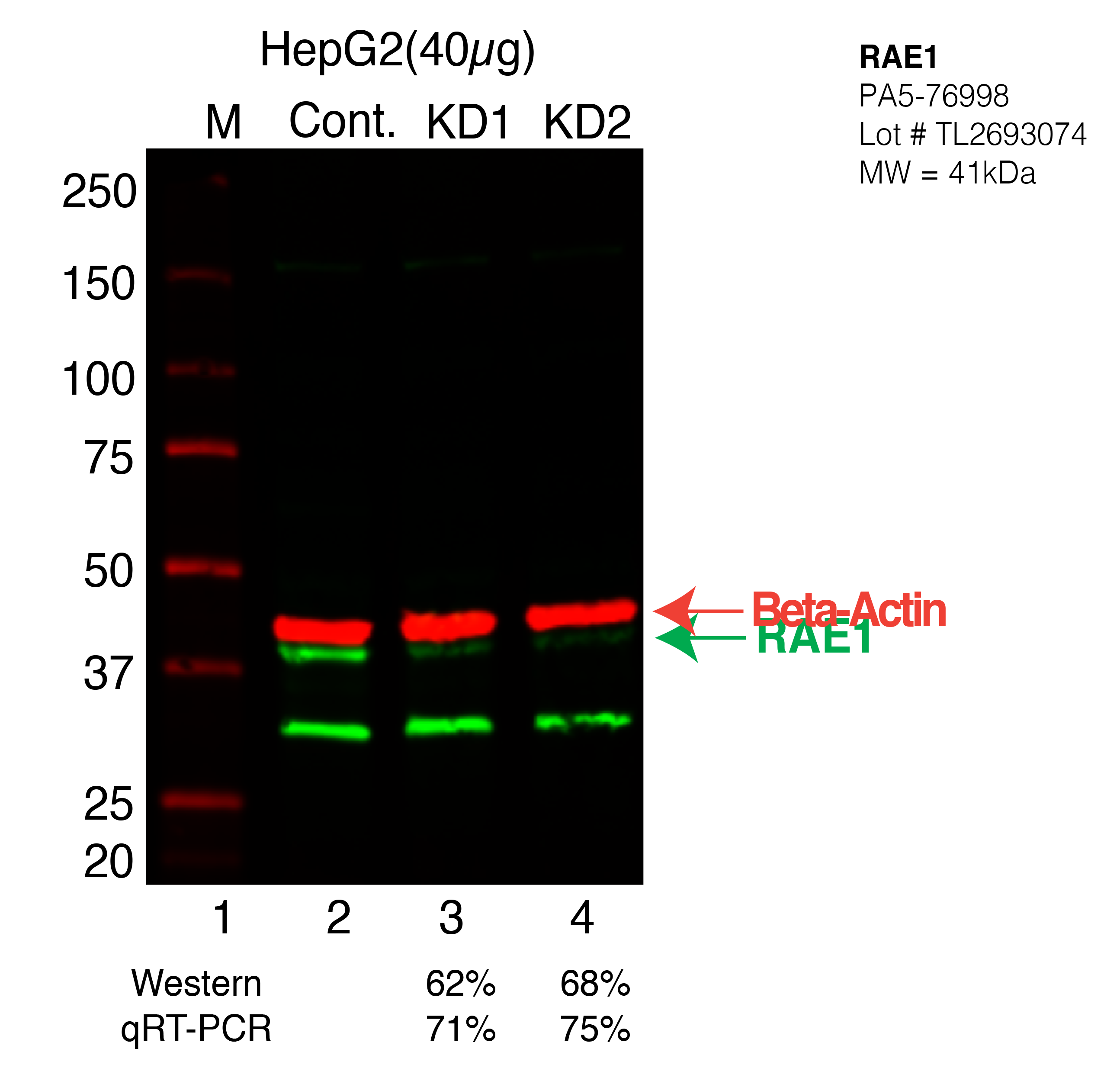 RAE1-HEPG2-CRISPR-PA5-76998.png<br>Caption: Western blot following CRISPR against RAE1 in HepG2 whole cell lysate using RAE1 specific antibody. Lane 1 is a ladder, lane 2 is HepG2 non-targeting control knockdown, lane 3 and 4 are two different CRISPR against RAE1. RAE1 protein appears as the green arrow, Beta-actin serves as a control and appears in red arrow.